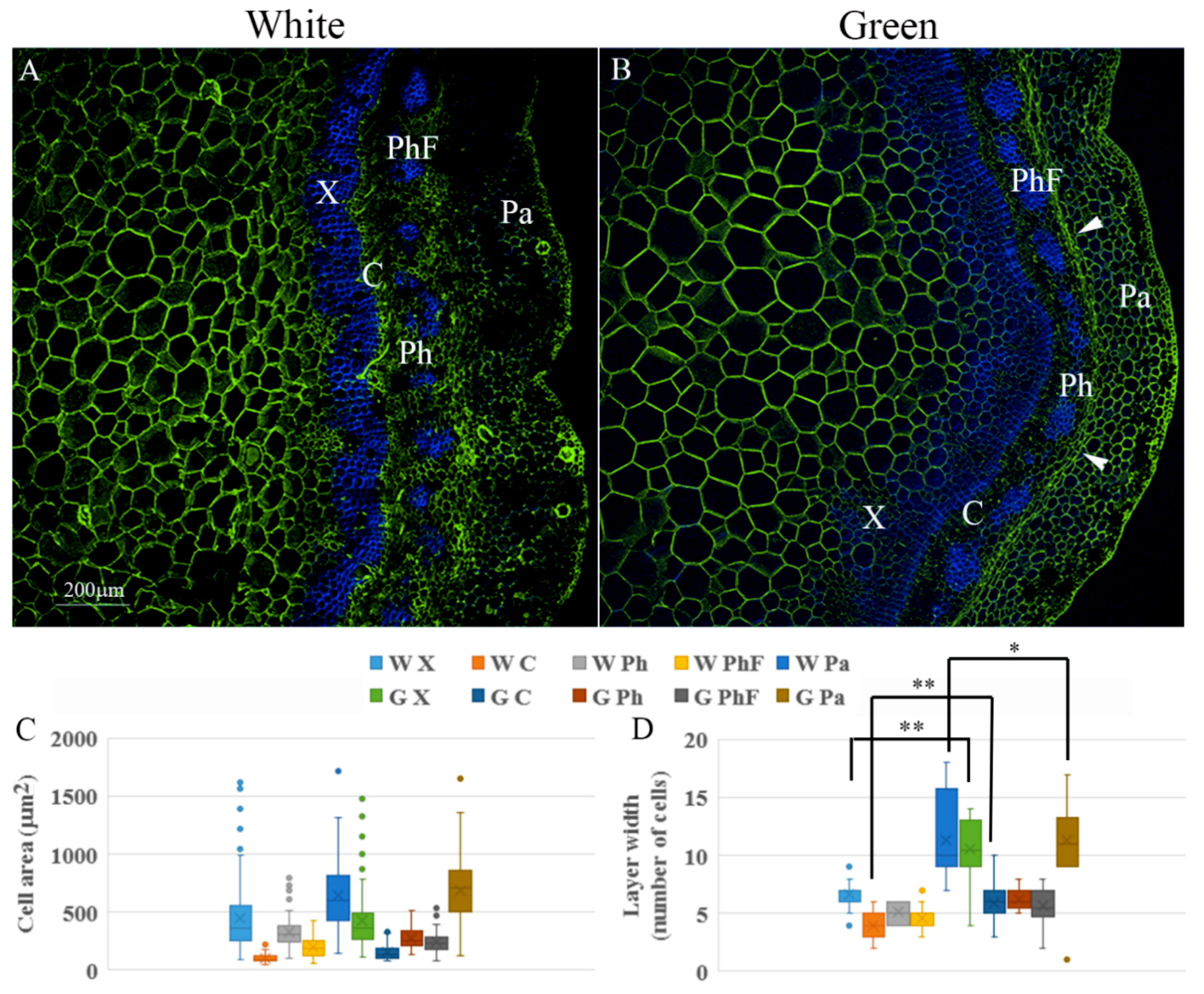 Plants 09 01481 g003