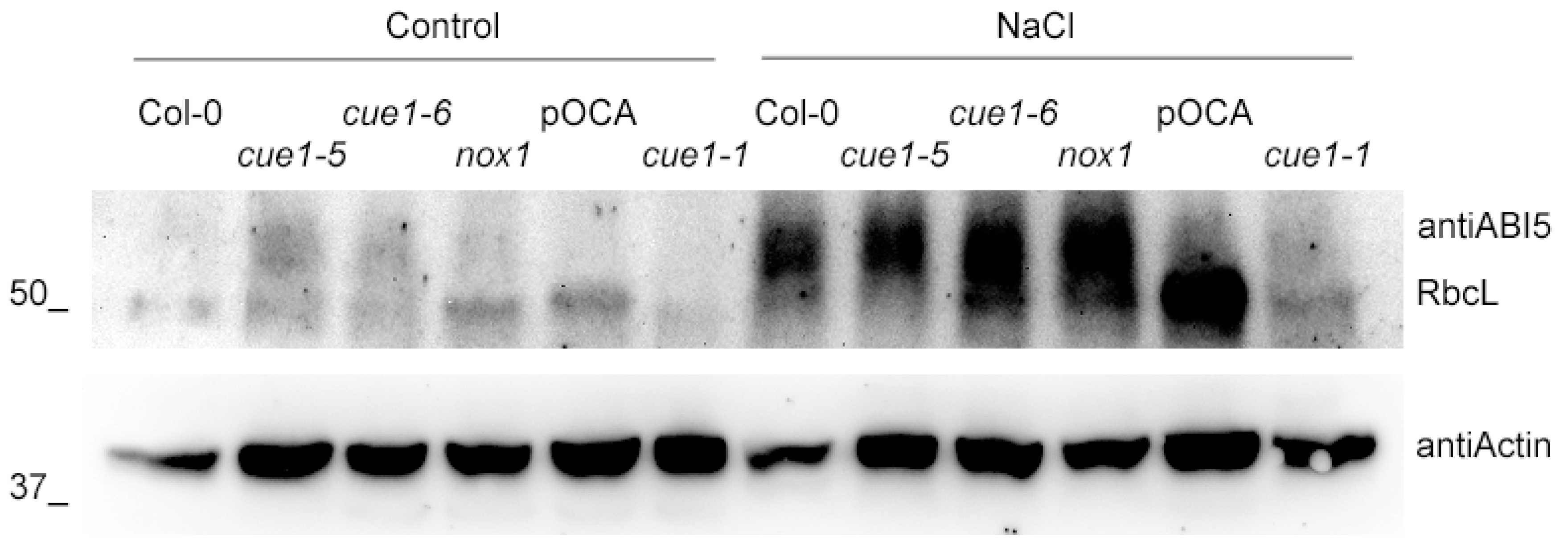 Plants 09 01484 g003
