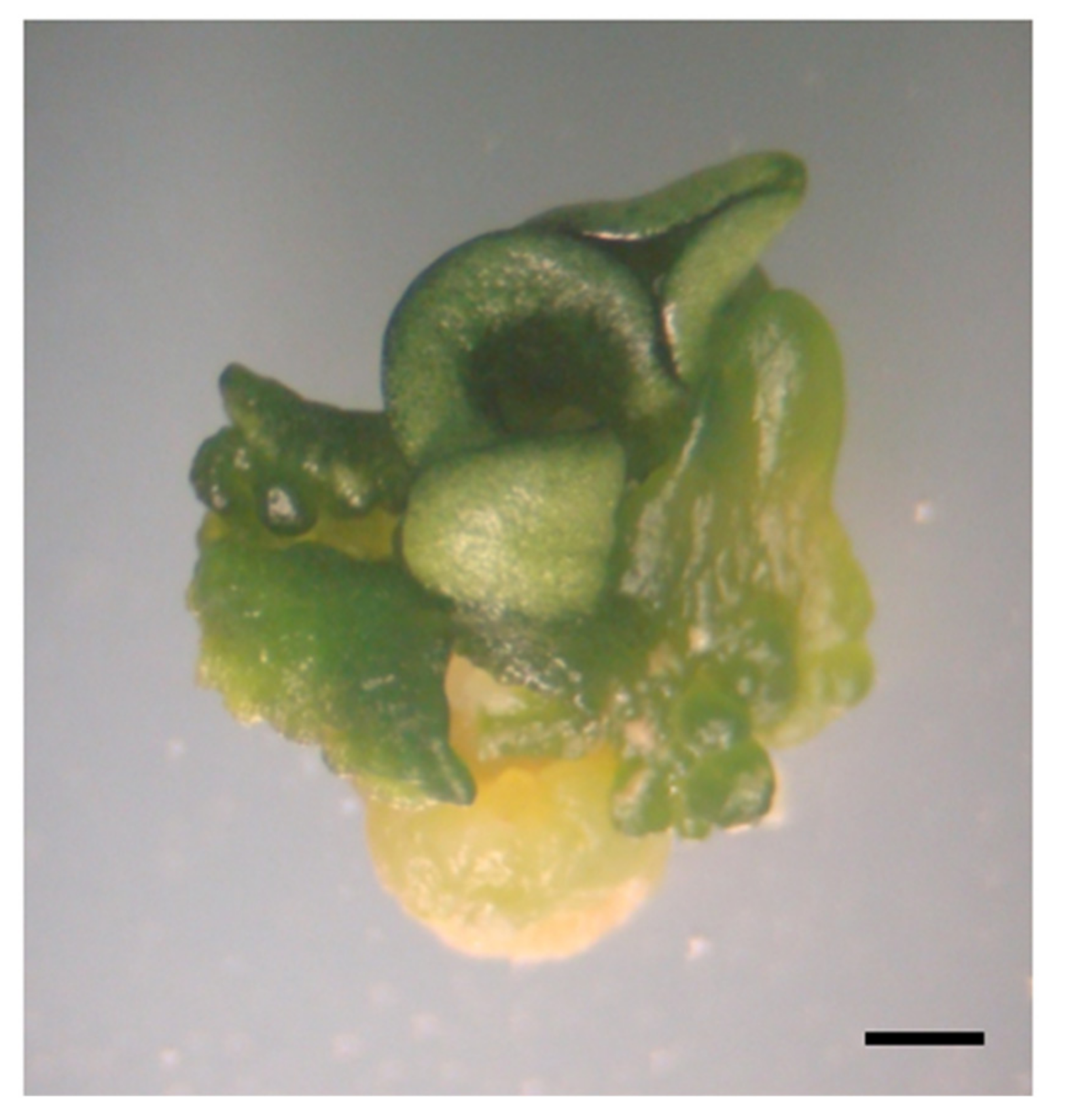 Plants 09 01489 g002 Plants 09 01489 g002