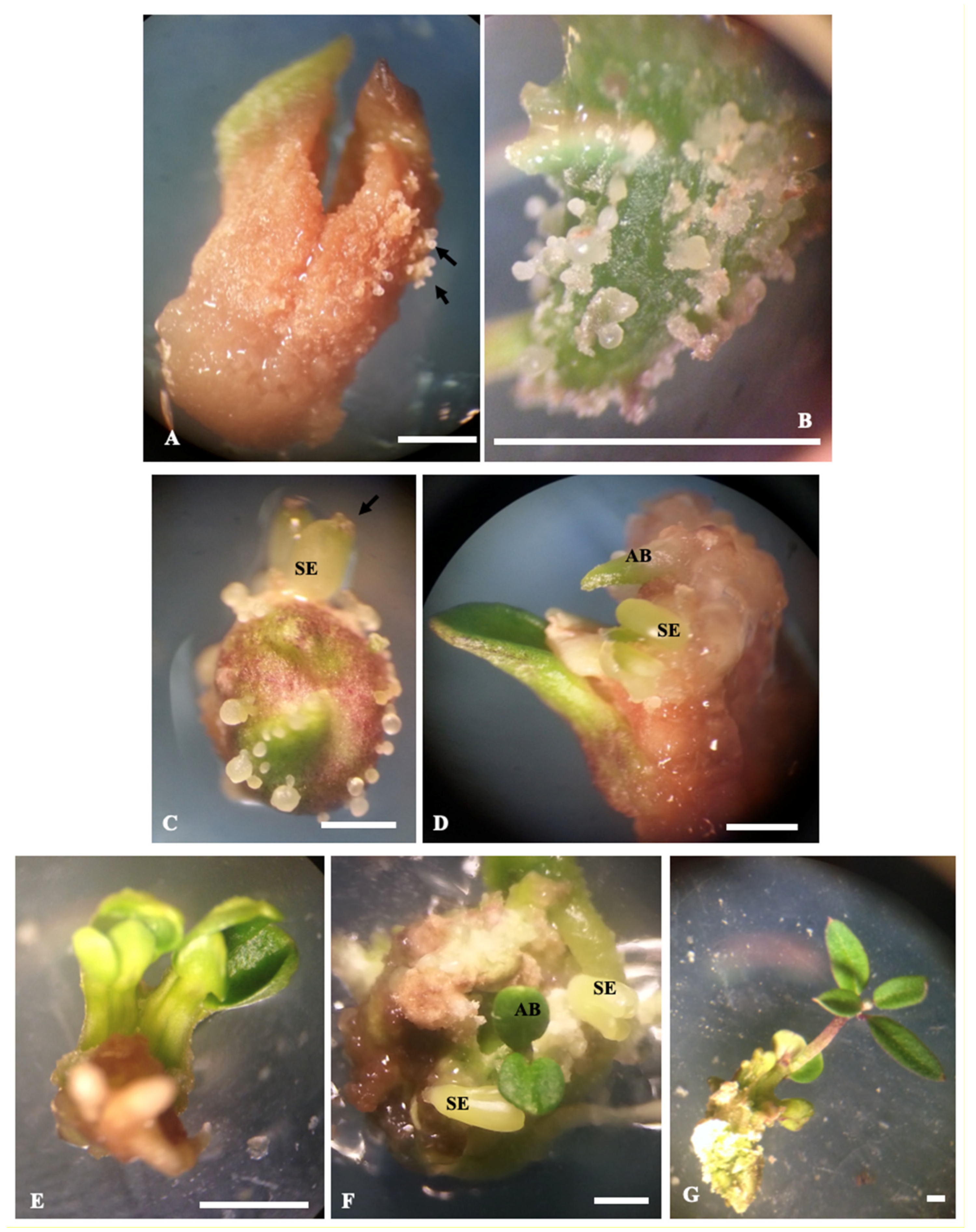 Plants 09 01489 g003 Plants 09 01489 g003