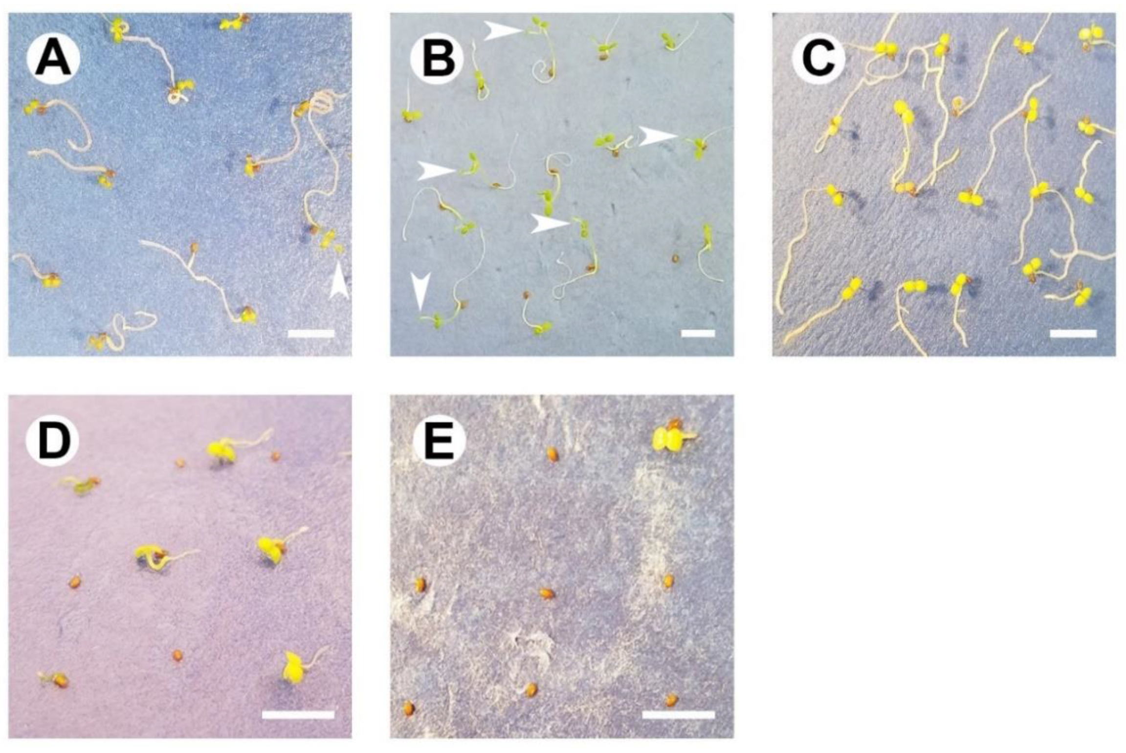 Plants 09 01493 g006