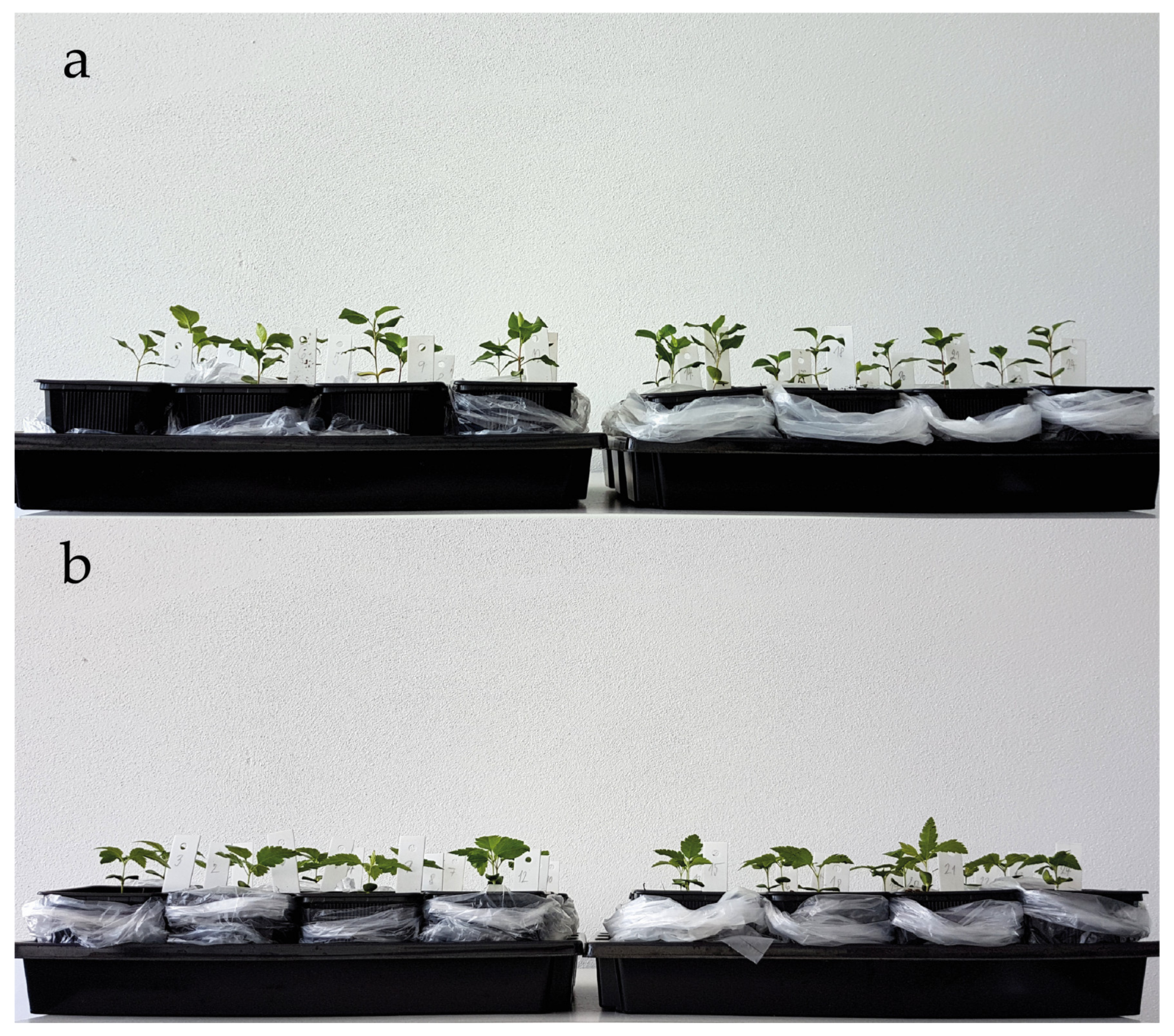 Plants 09 01496 g001