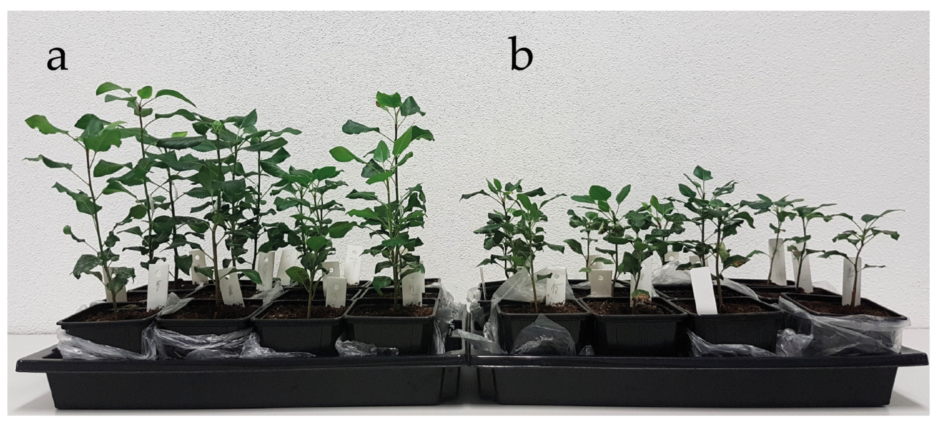 Plants 09 01496 g002