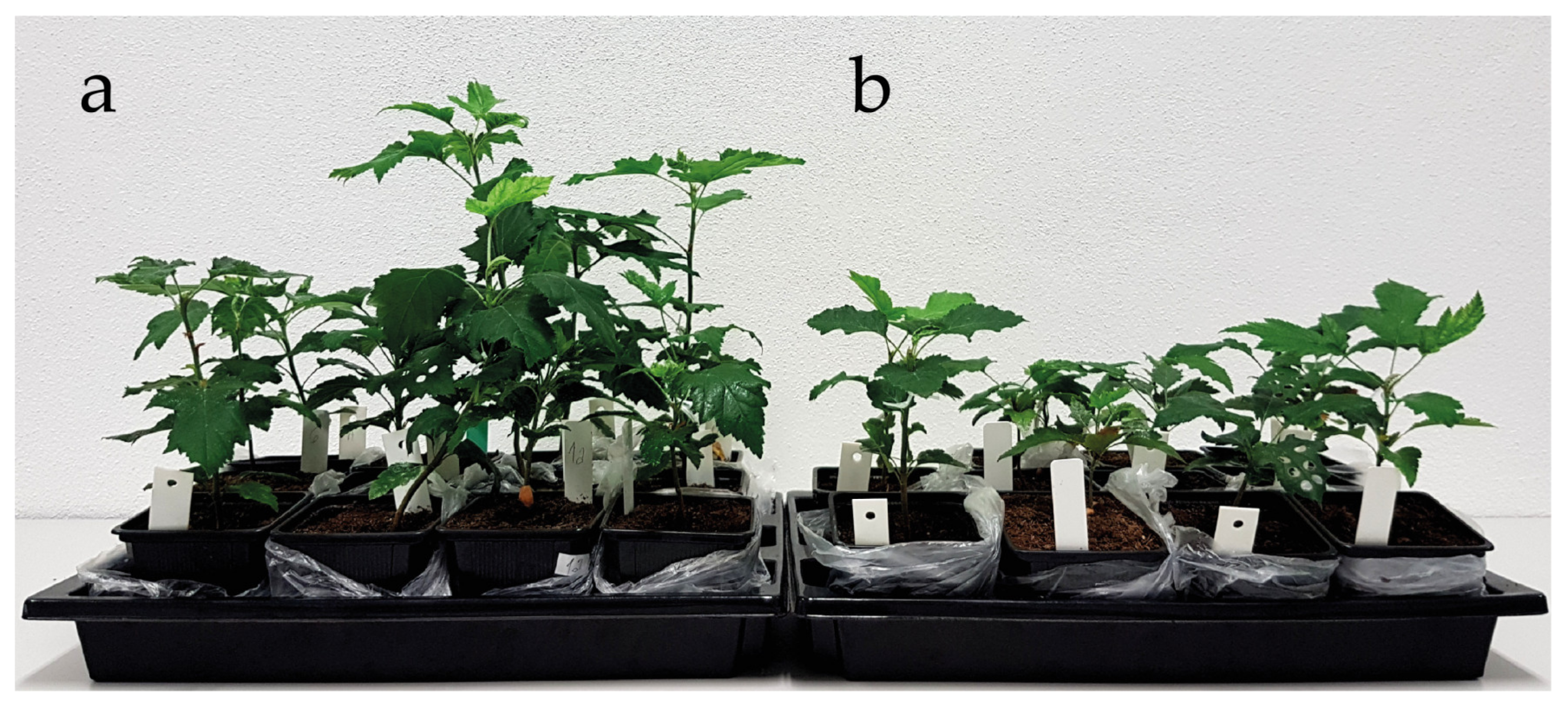 Plants 09 01496 g003