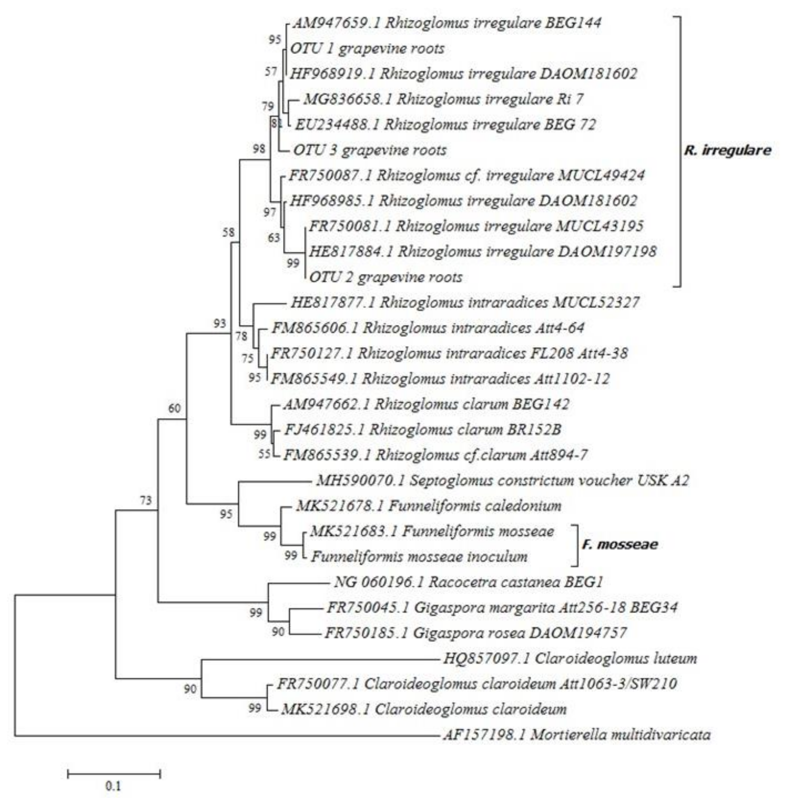 Plants 09 01499 g001