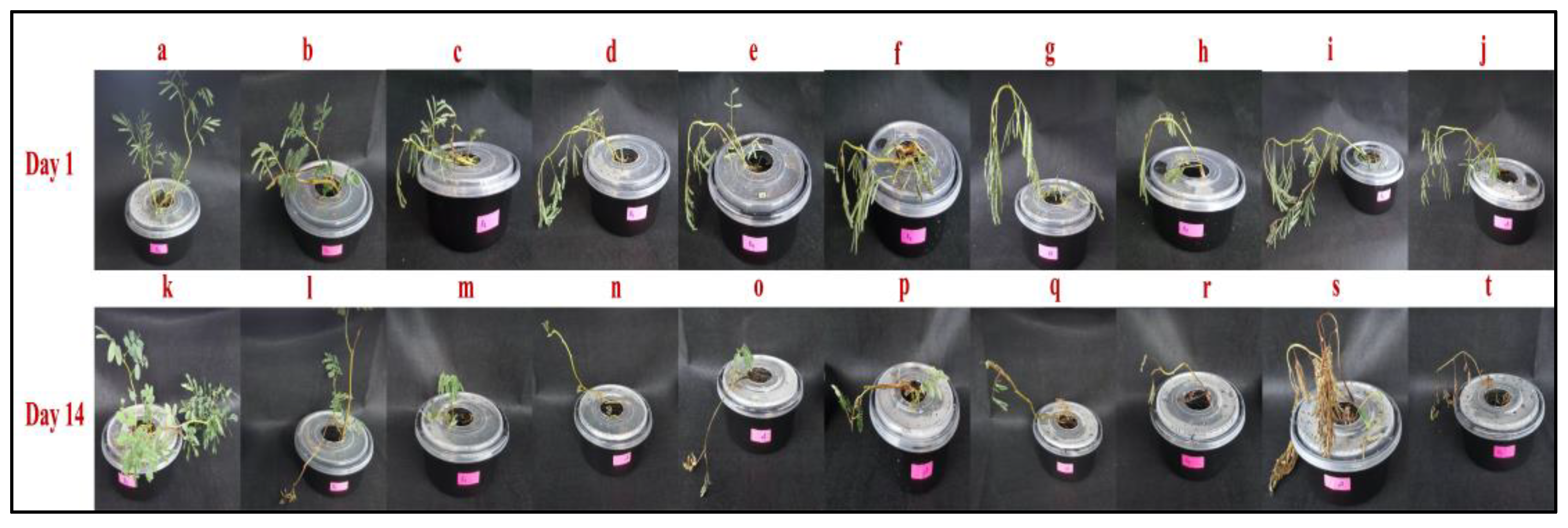 Plants 09 01500 g002
