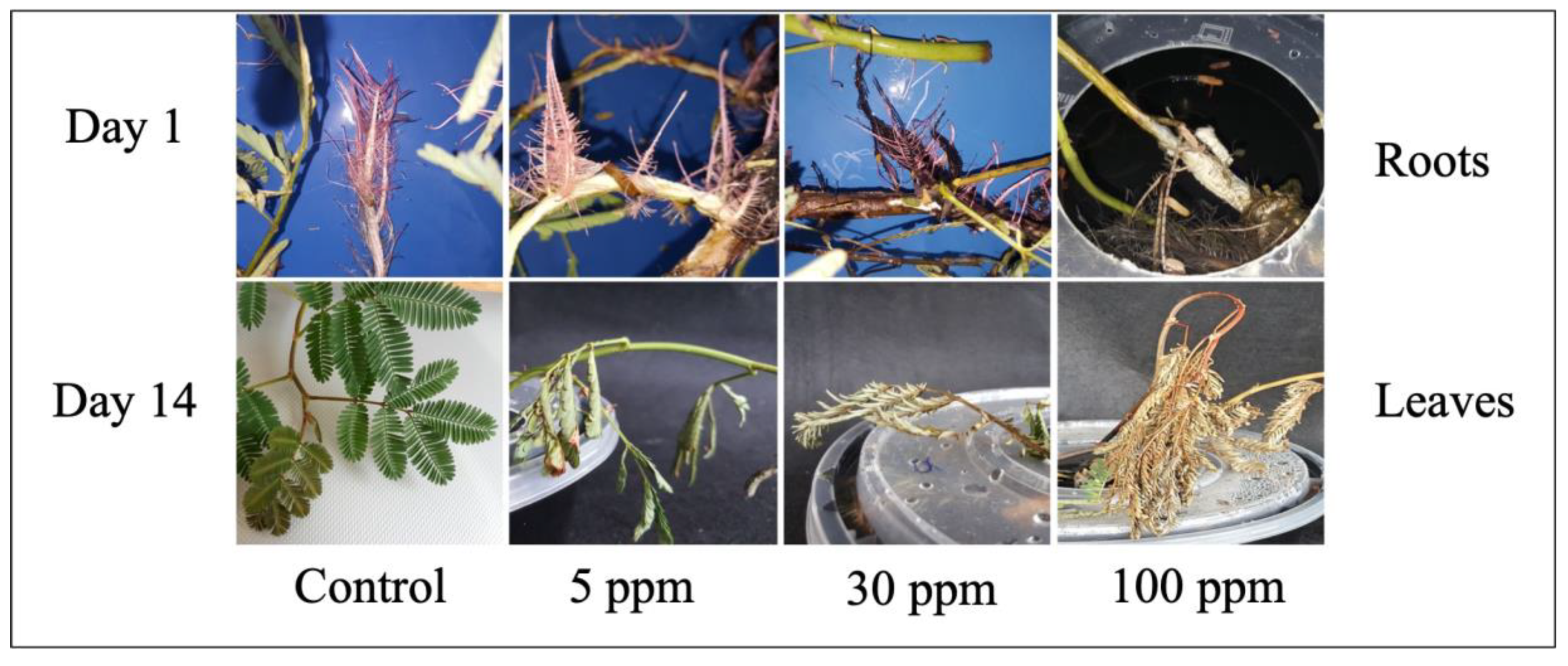 Plants 09 01500 g003