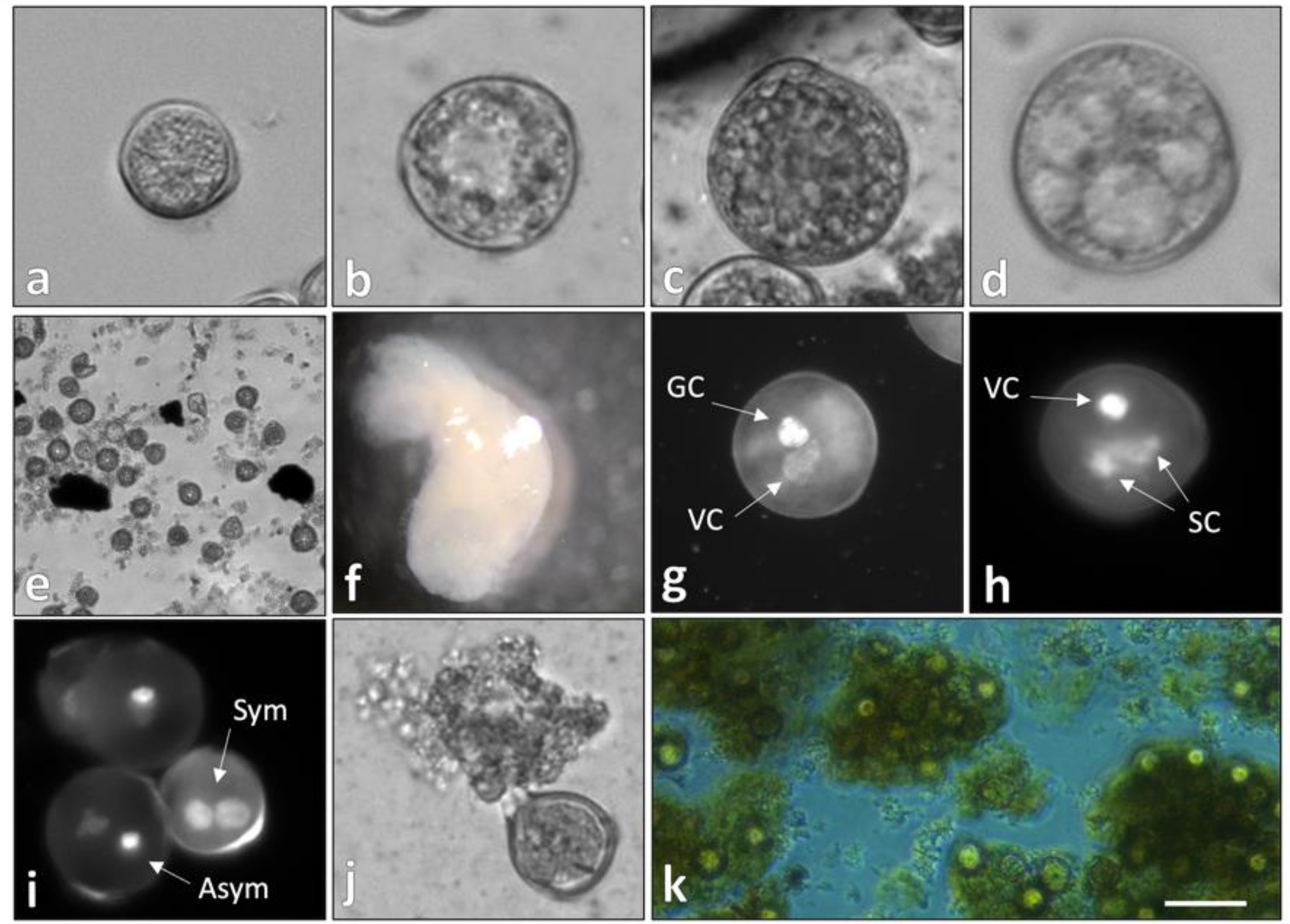 Plants 09 01510 g001 Plants 09 01510 g001