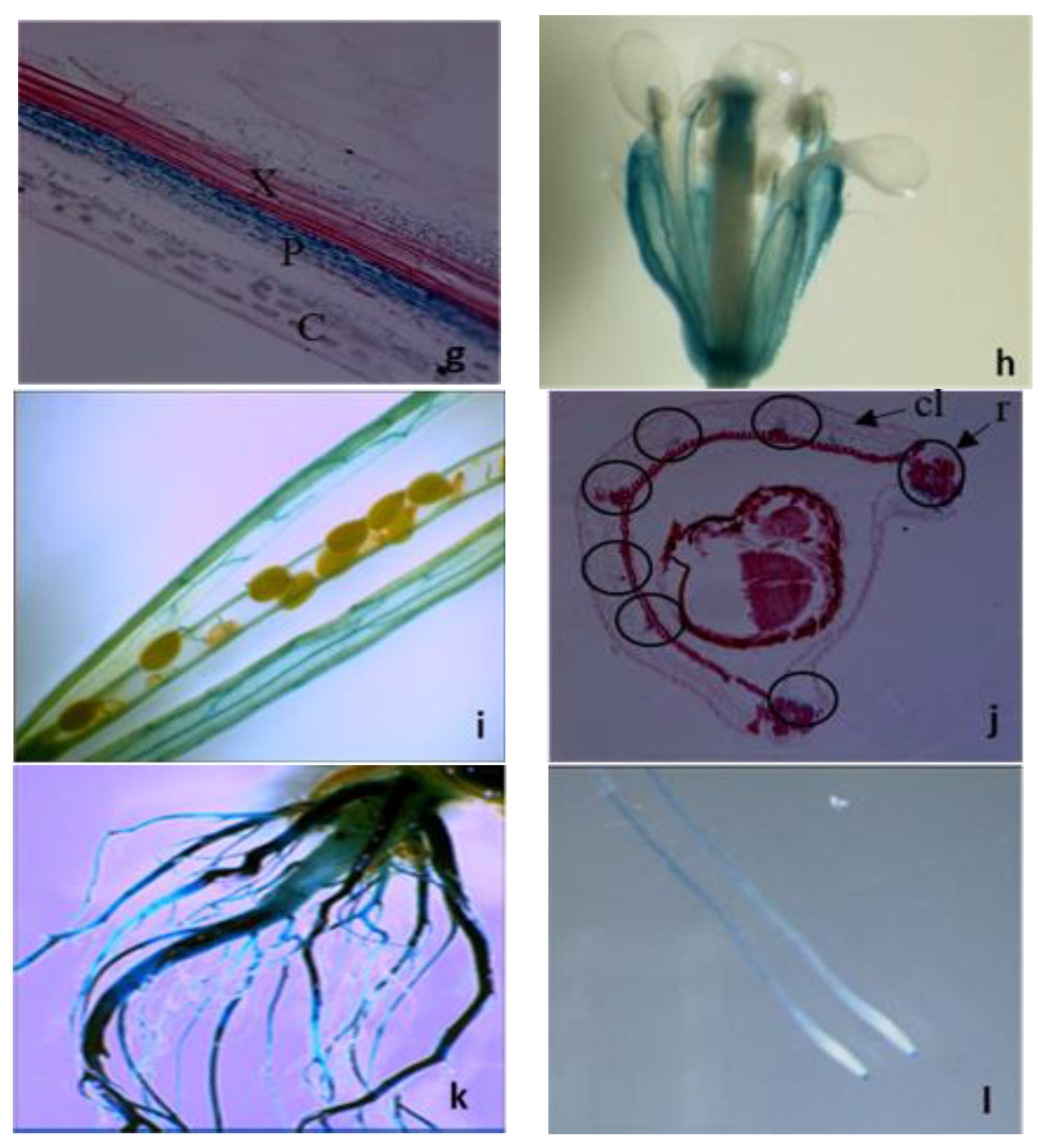 Plants 09 01519 g002b