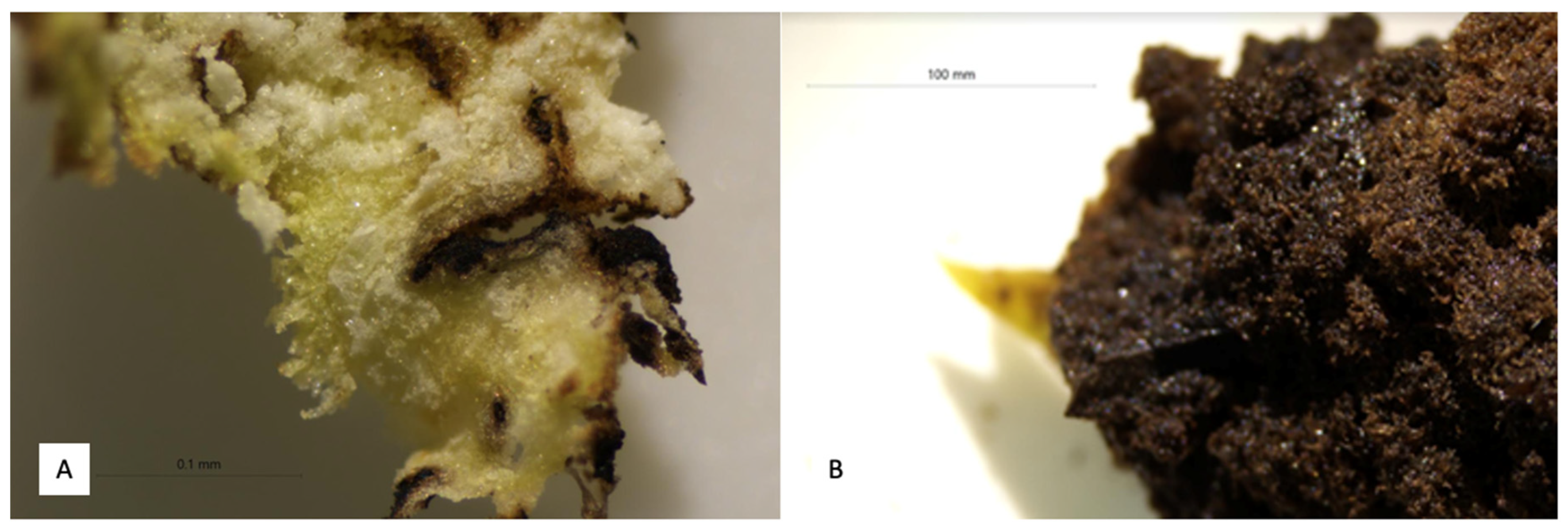 Plants 09 01521 g002