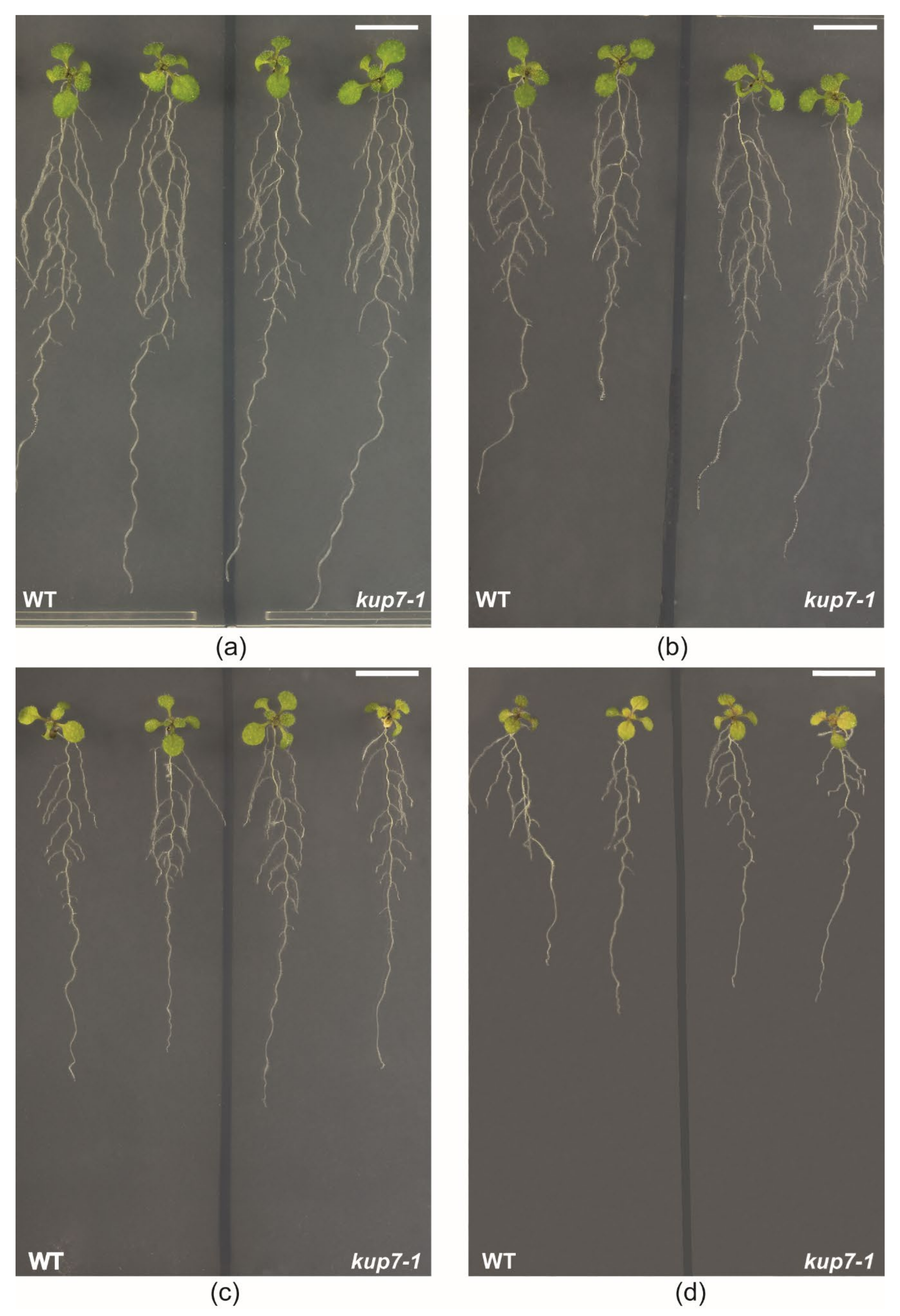 Plants 09 01525 g003 Plants 09 01525 g003