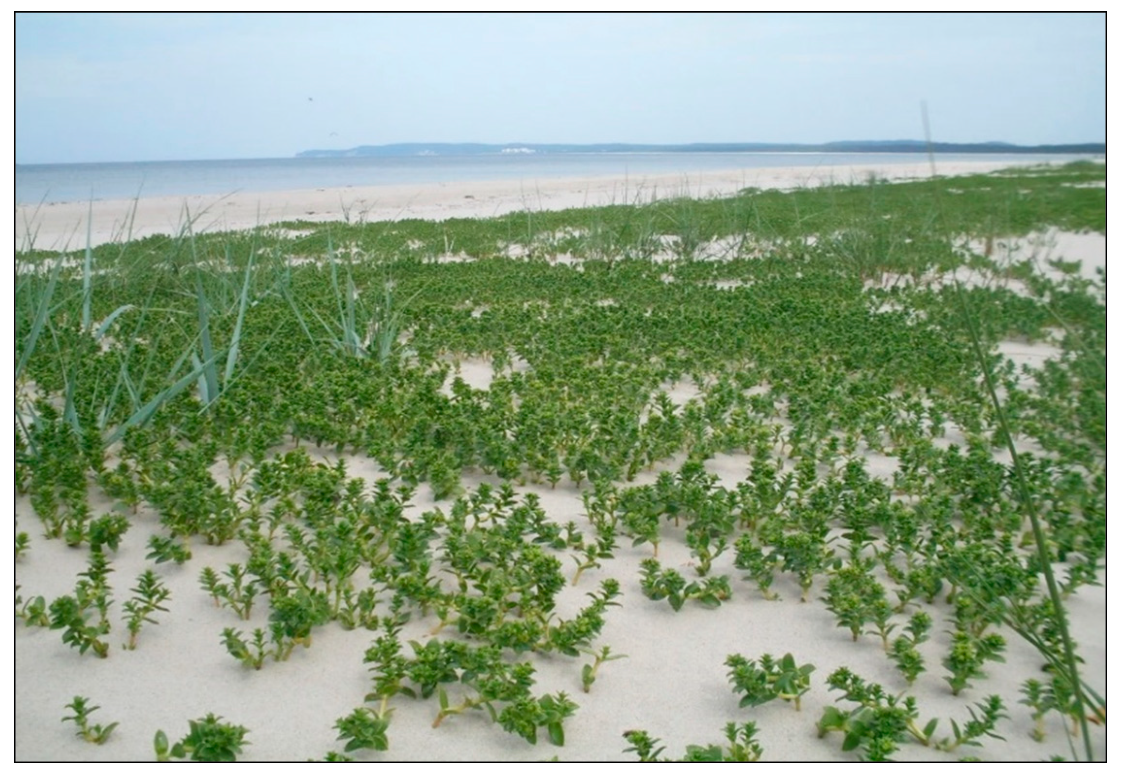 Plants 09 01526 g001