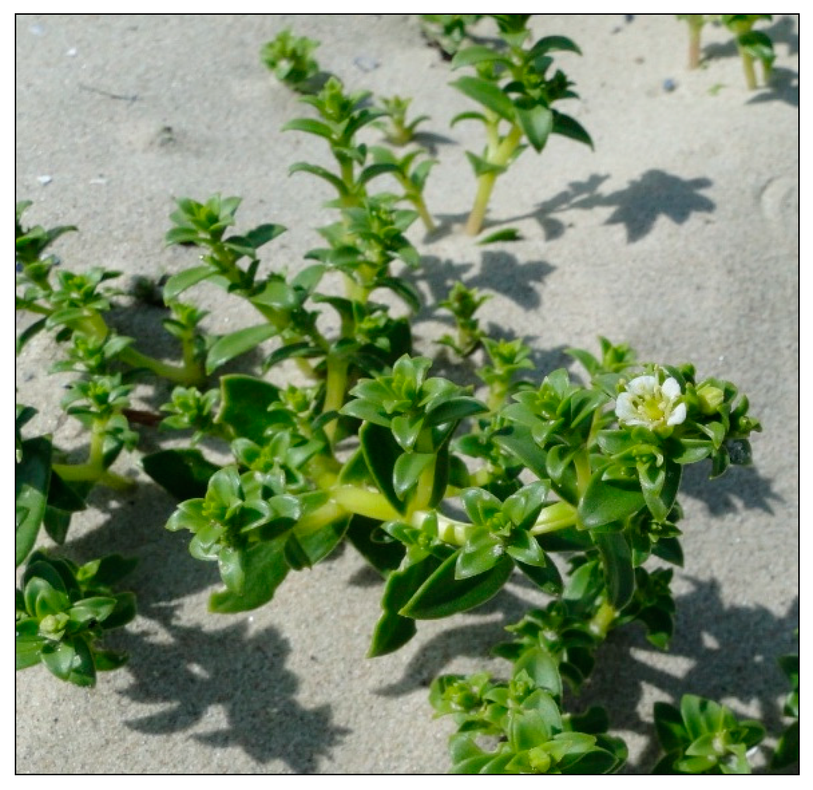 Plants 09 01526 g002