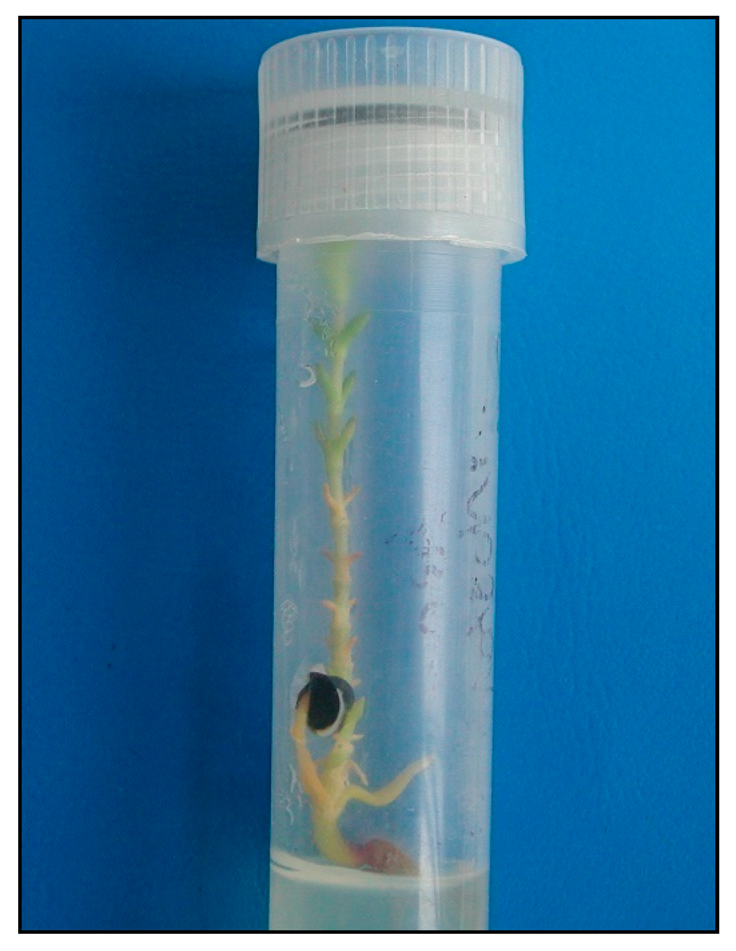 Plants 09 01526 g004