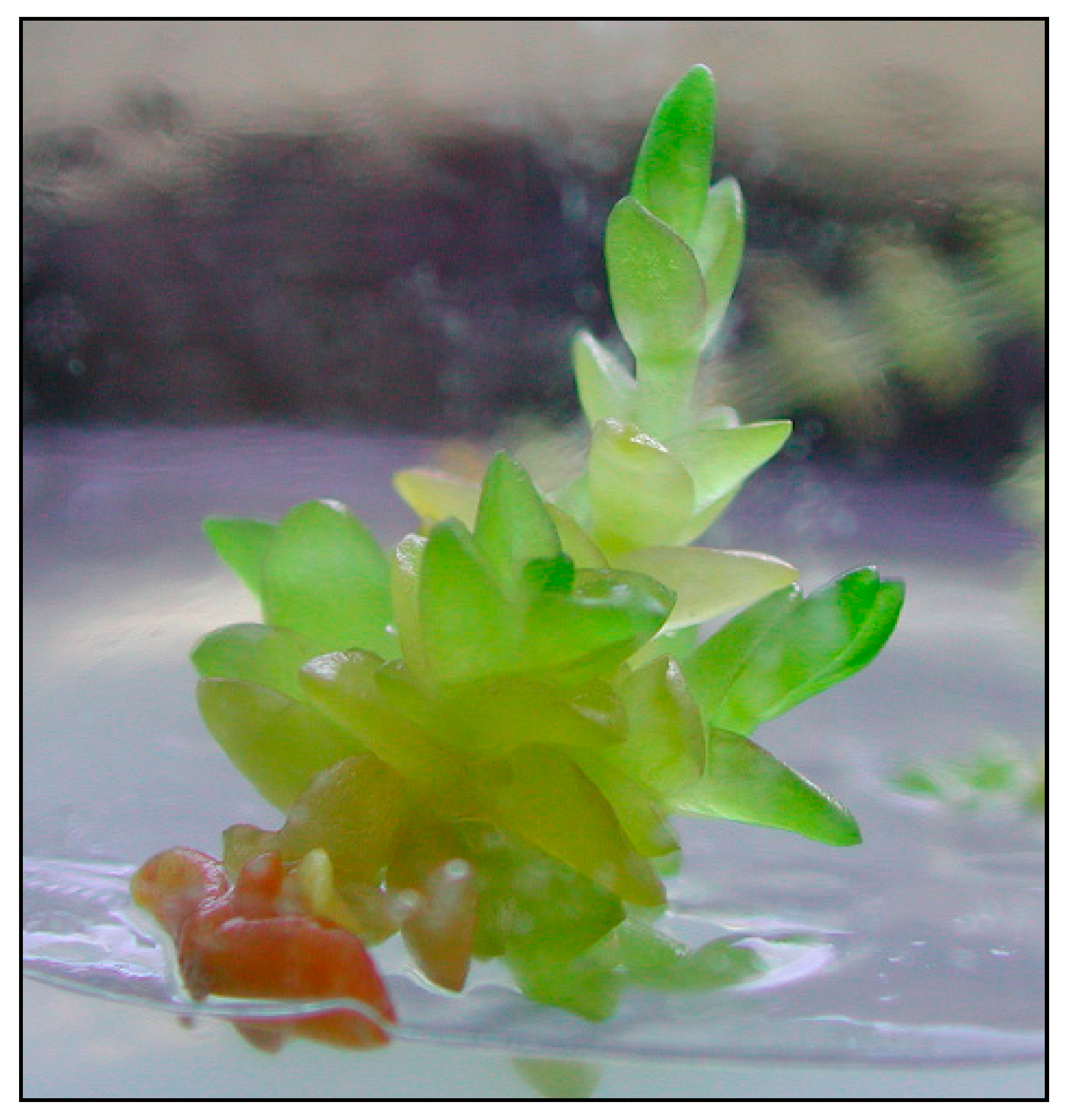 Plants 09 01526 g005