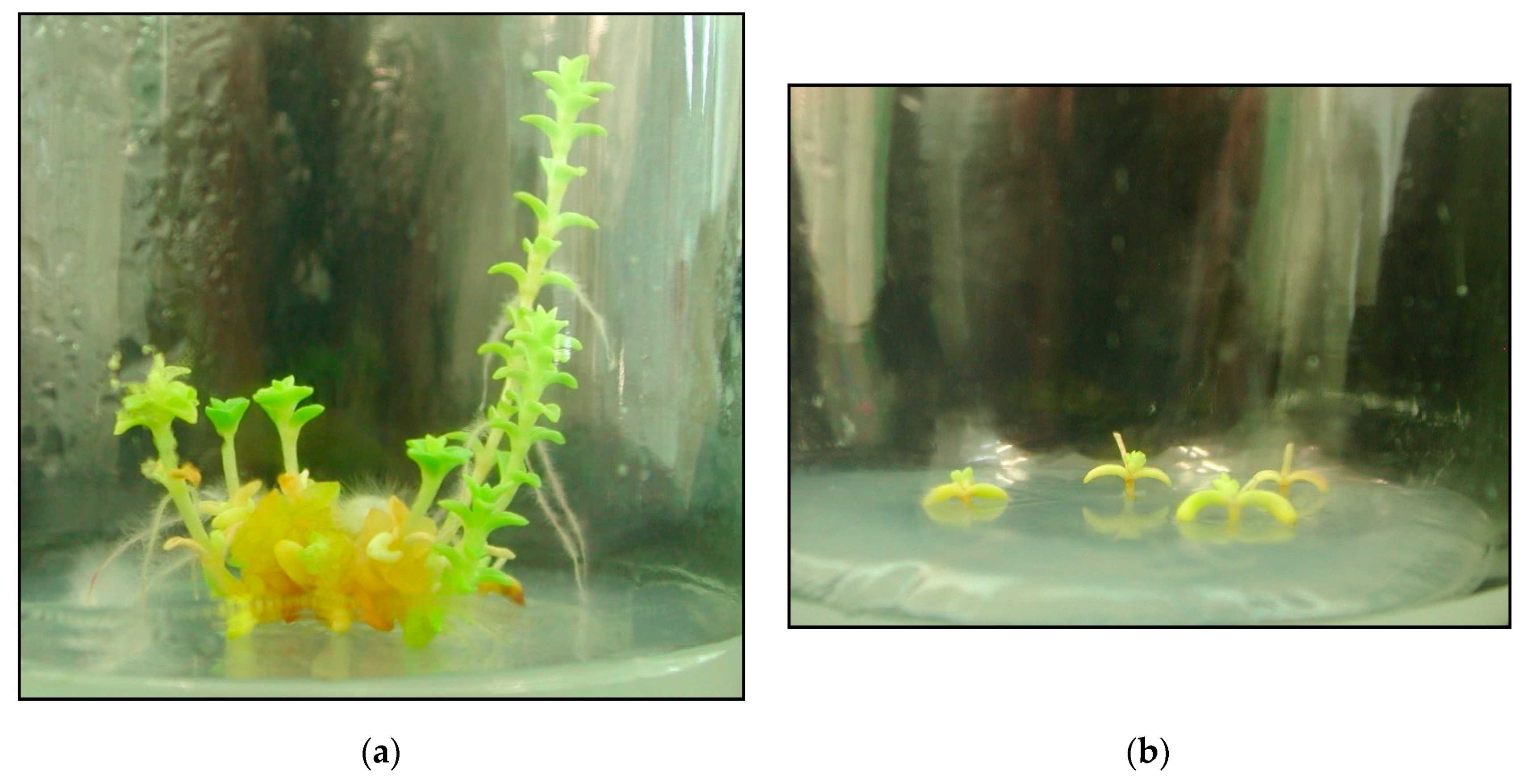 Plants 09 01526 g006