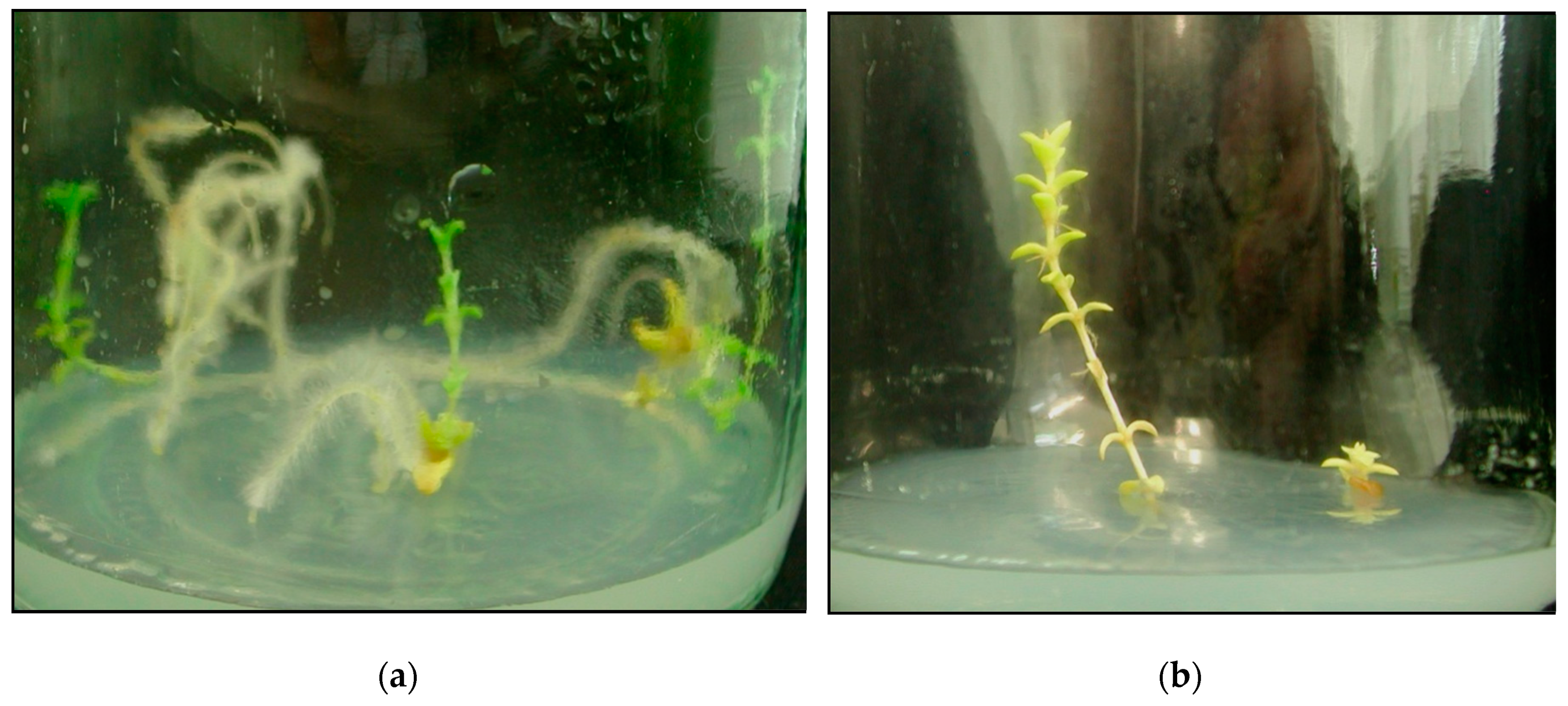 Plants 09 01526 g007