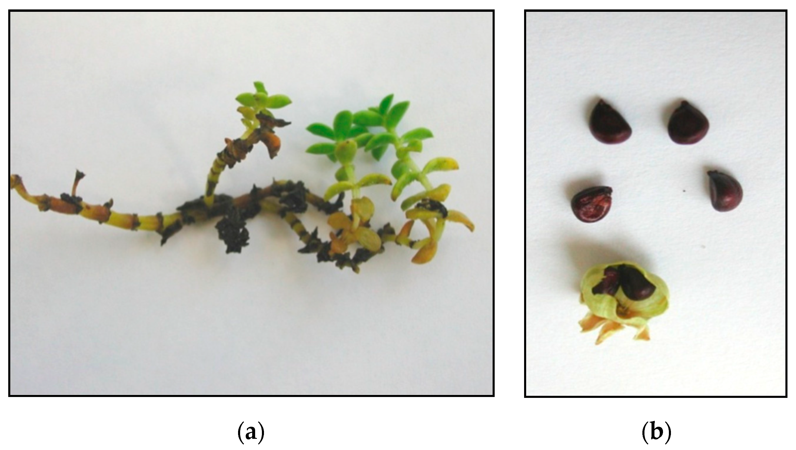 Plants 09 01526 g008