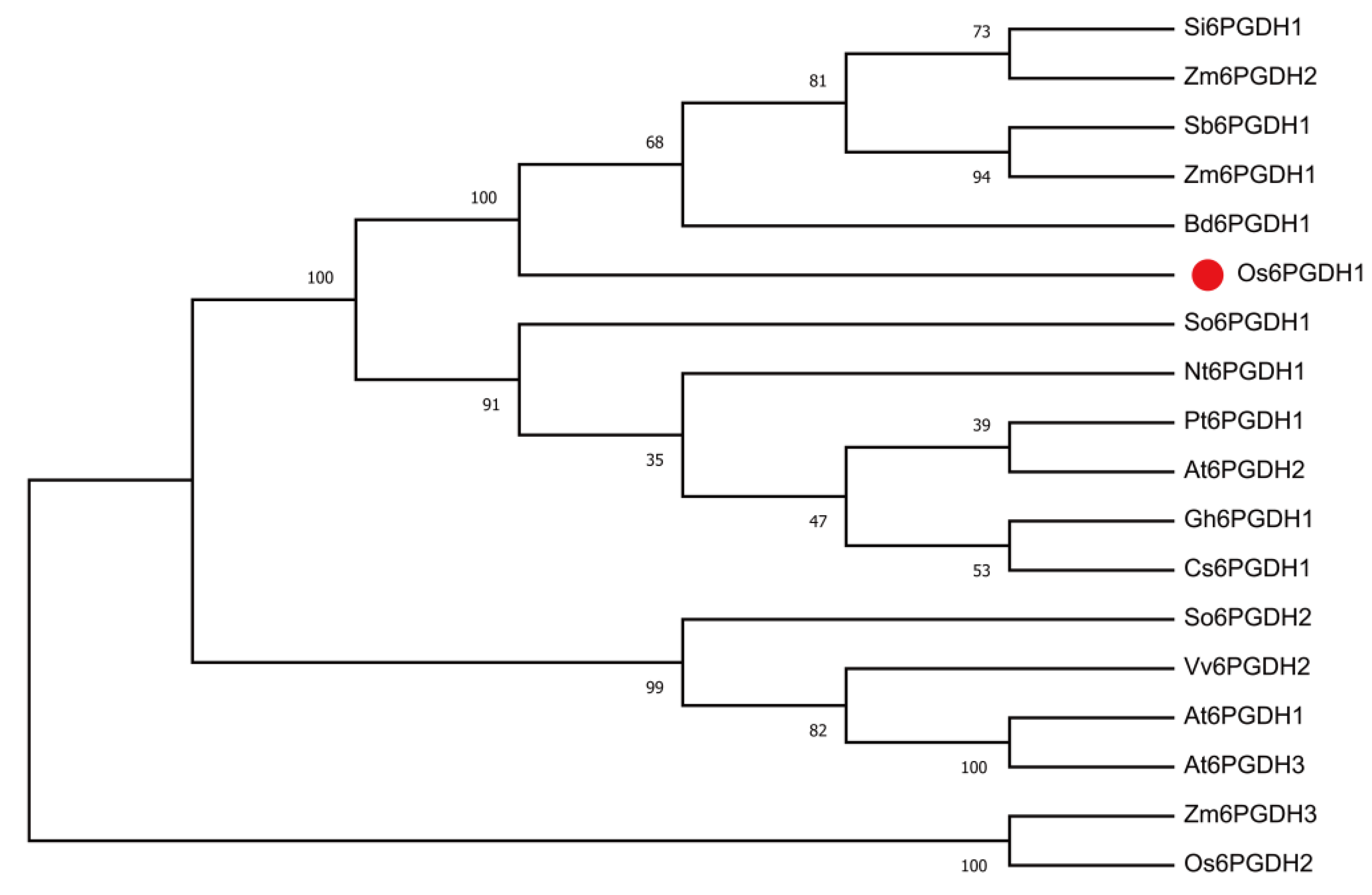 Plants 09 01529 g001