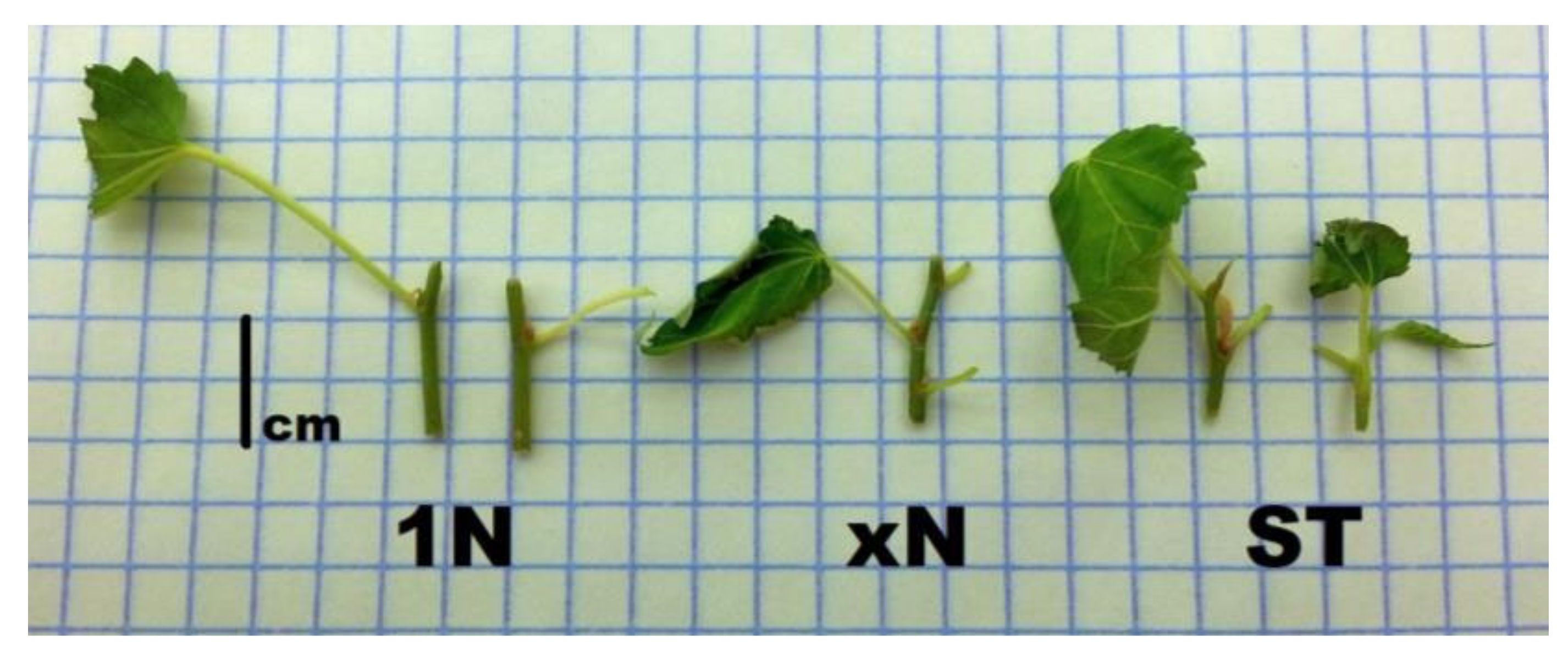 Plants 09 01533 g003