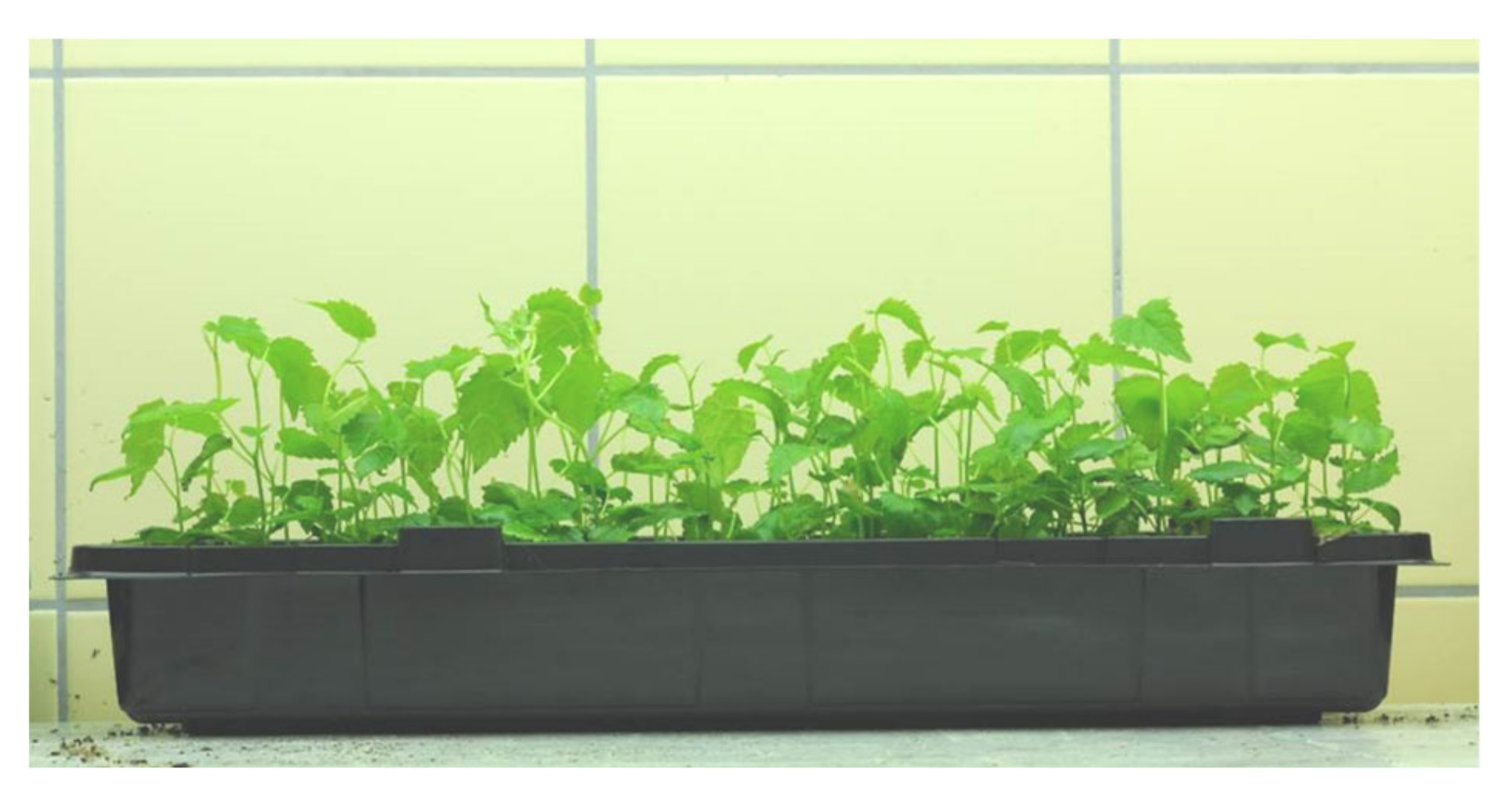 Plants 09 01533 g007