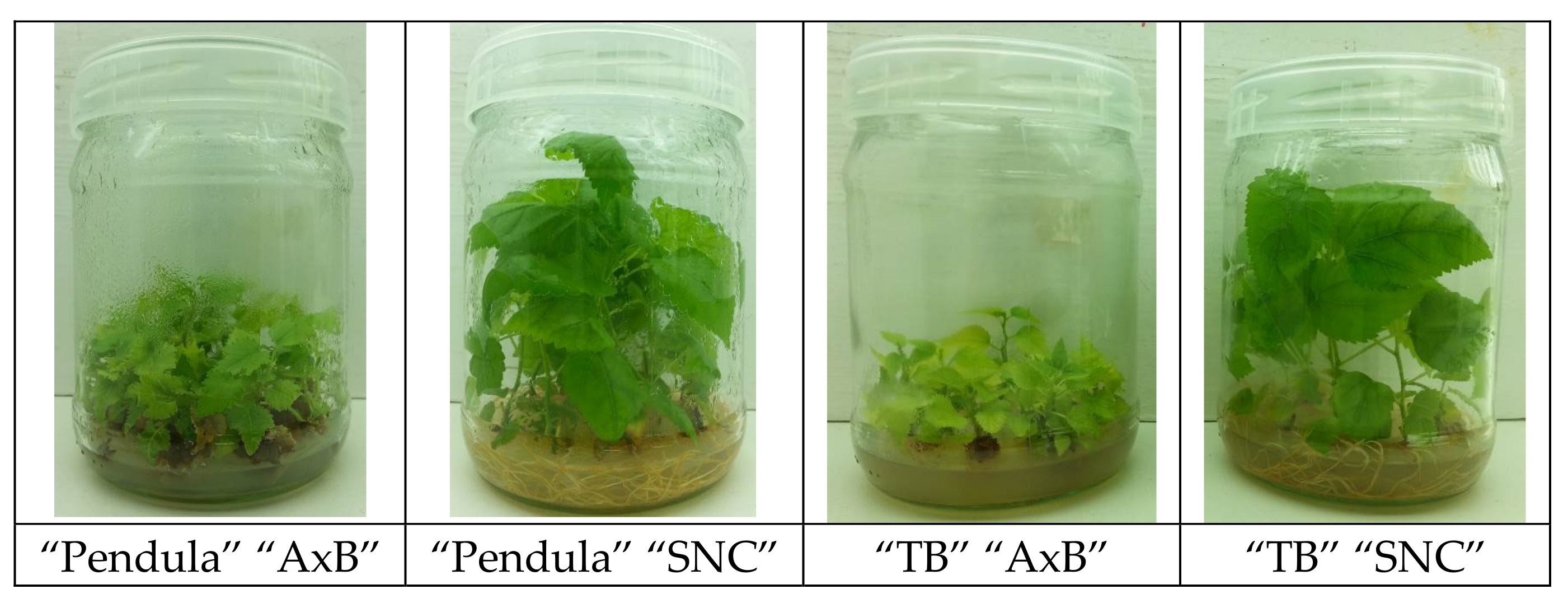 Plants 09 01533 g008