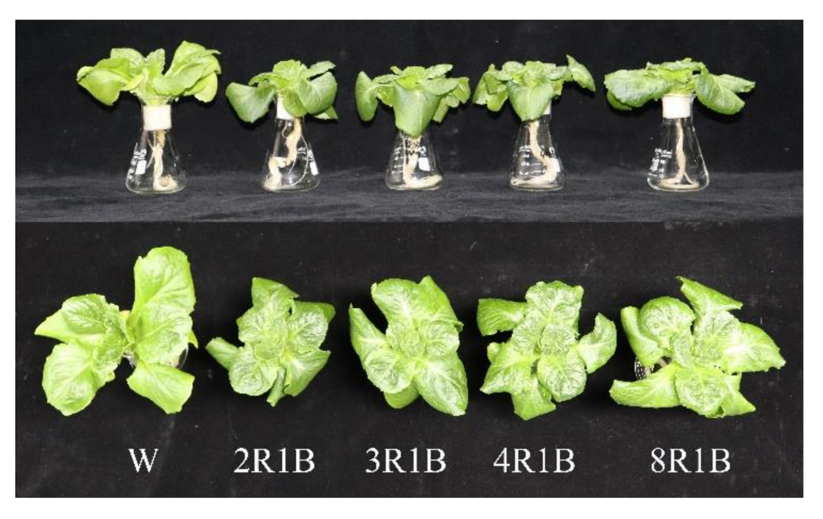 Plants 09 01542 g002 Plants 09 01542 g002