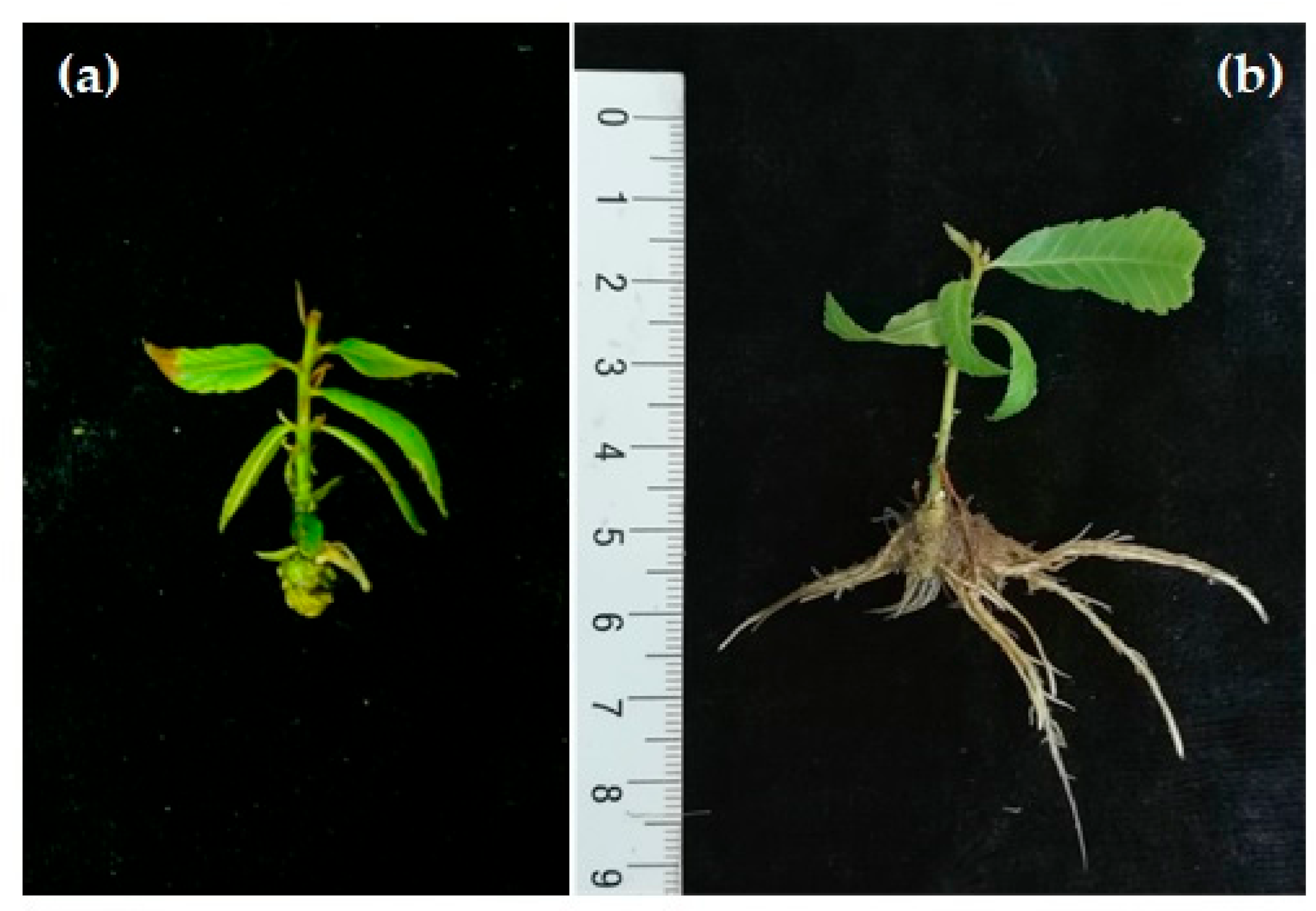 Plants 09 01543 g004