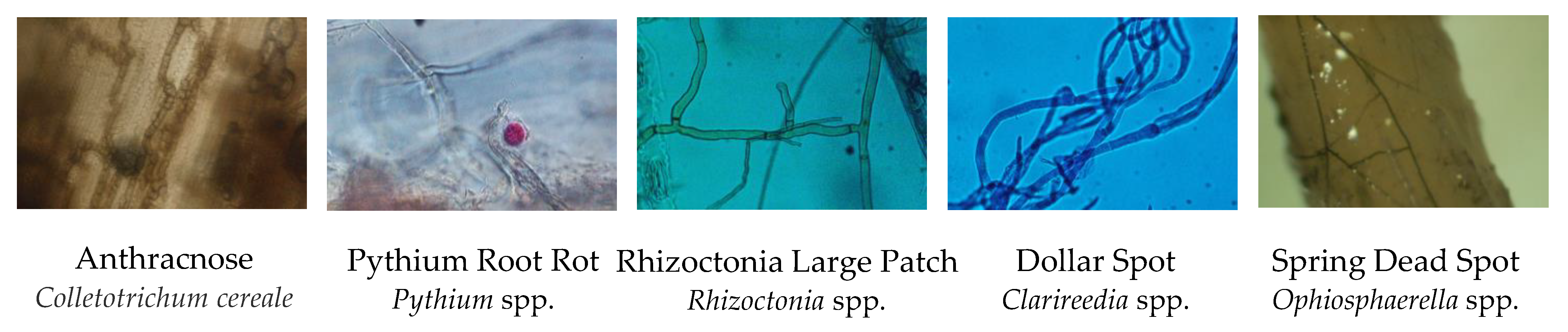 Plants 09 01544 g003