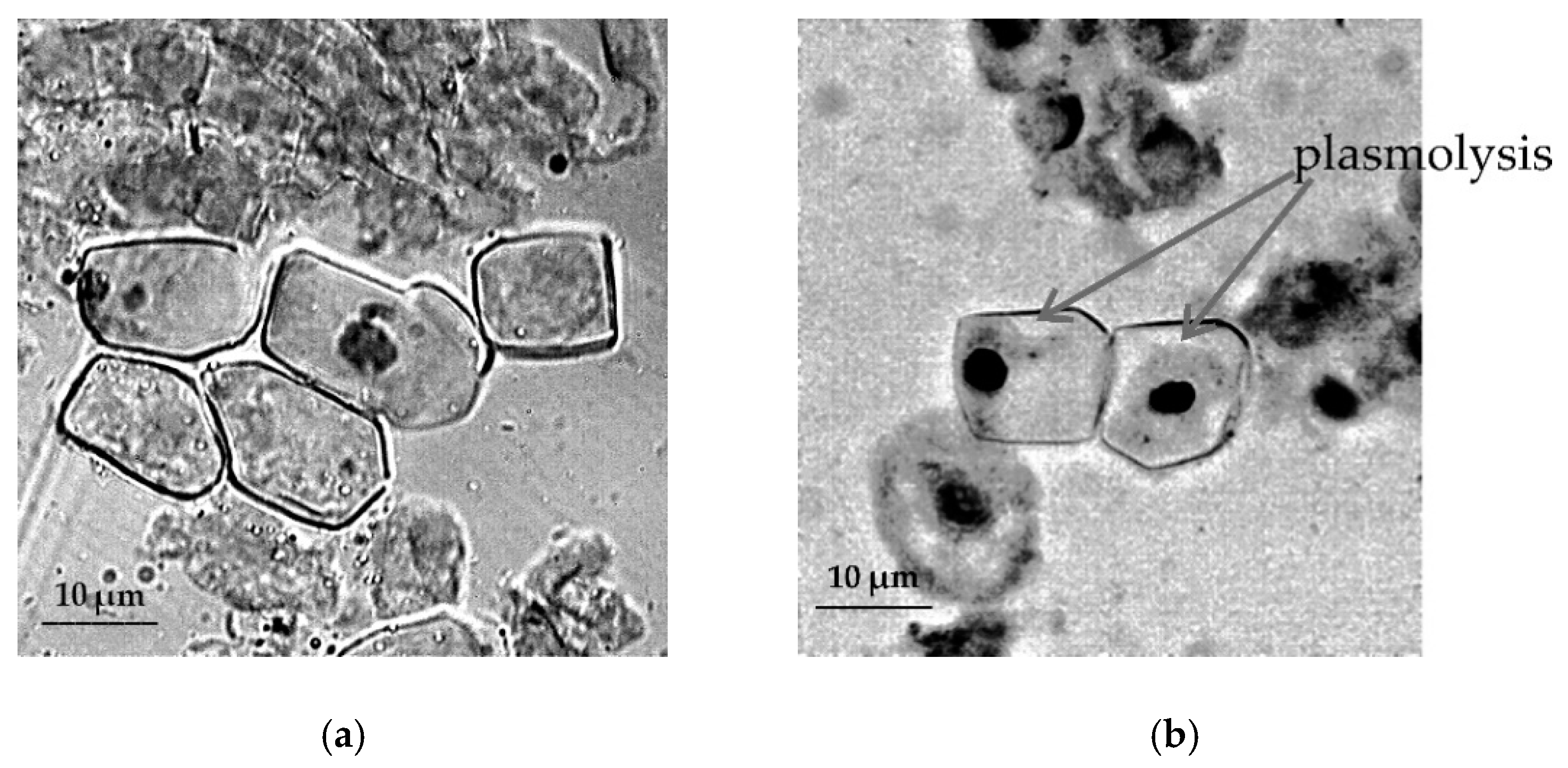 Plants 09 01545 g003