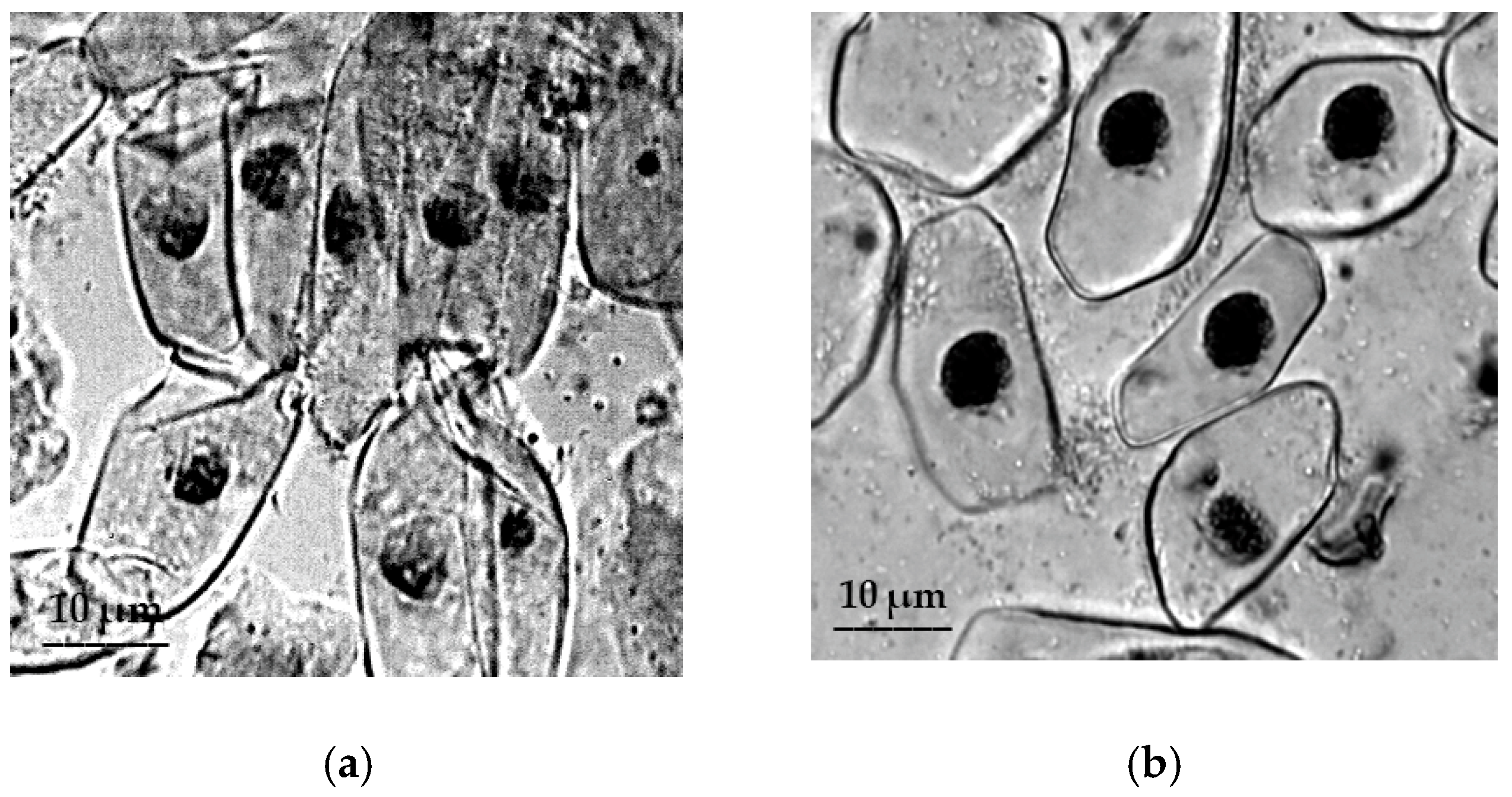 Plants 09 01545 g004