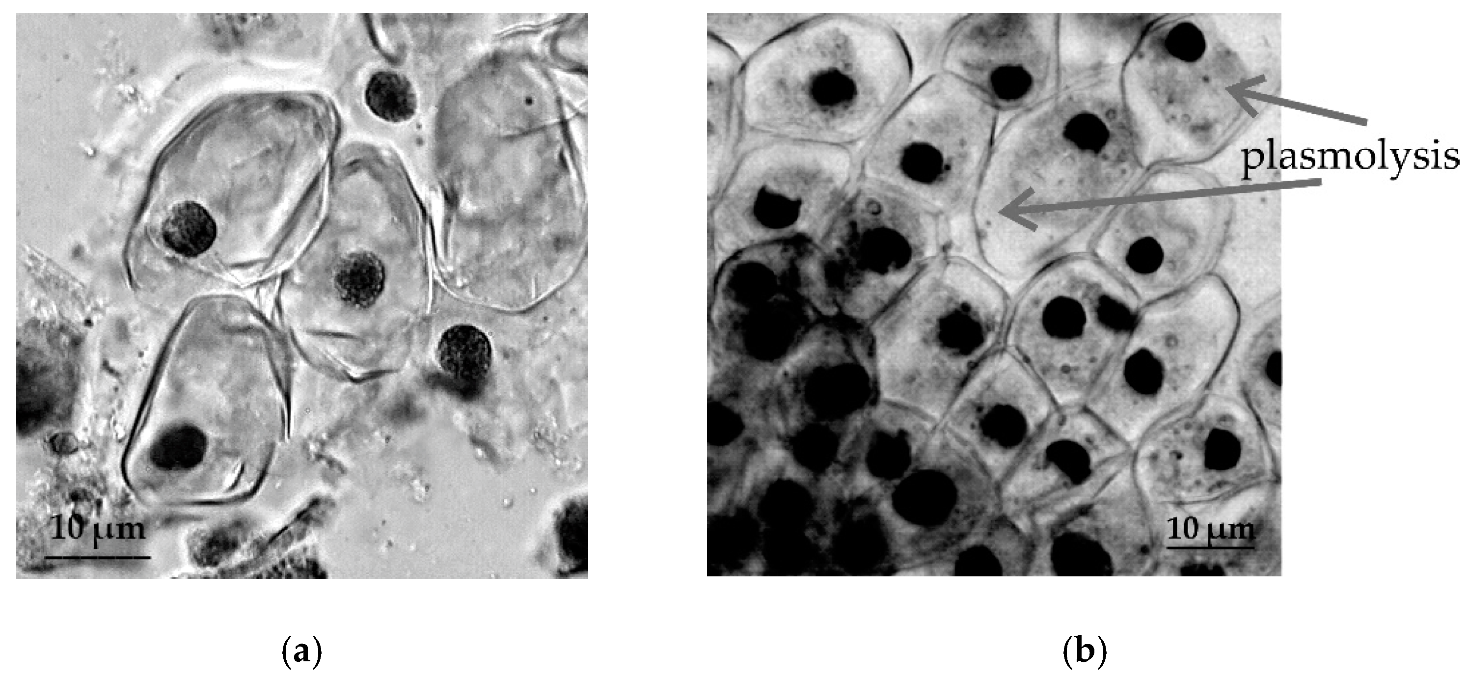 Plants 09 01545 g005