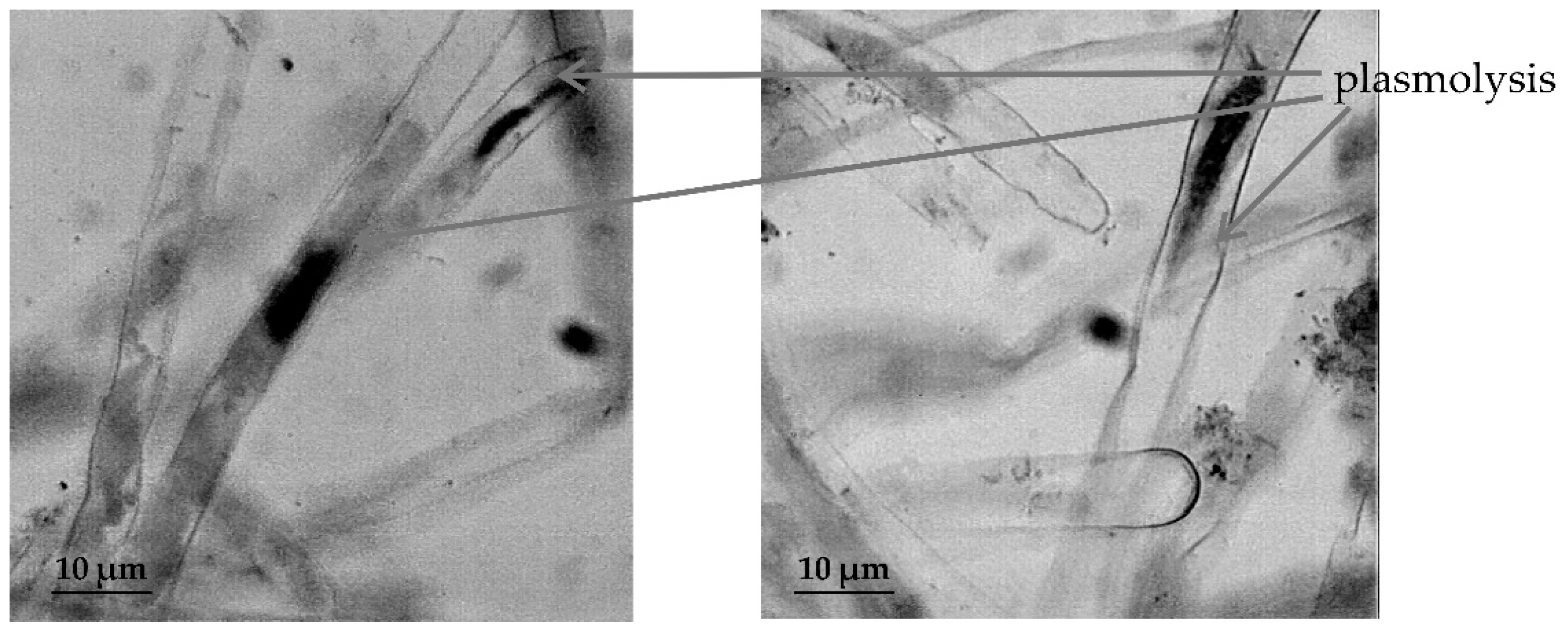 Plants 09 01545 g006