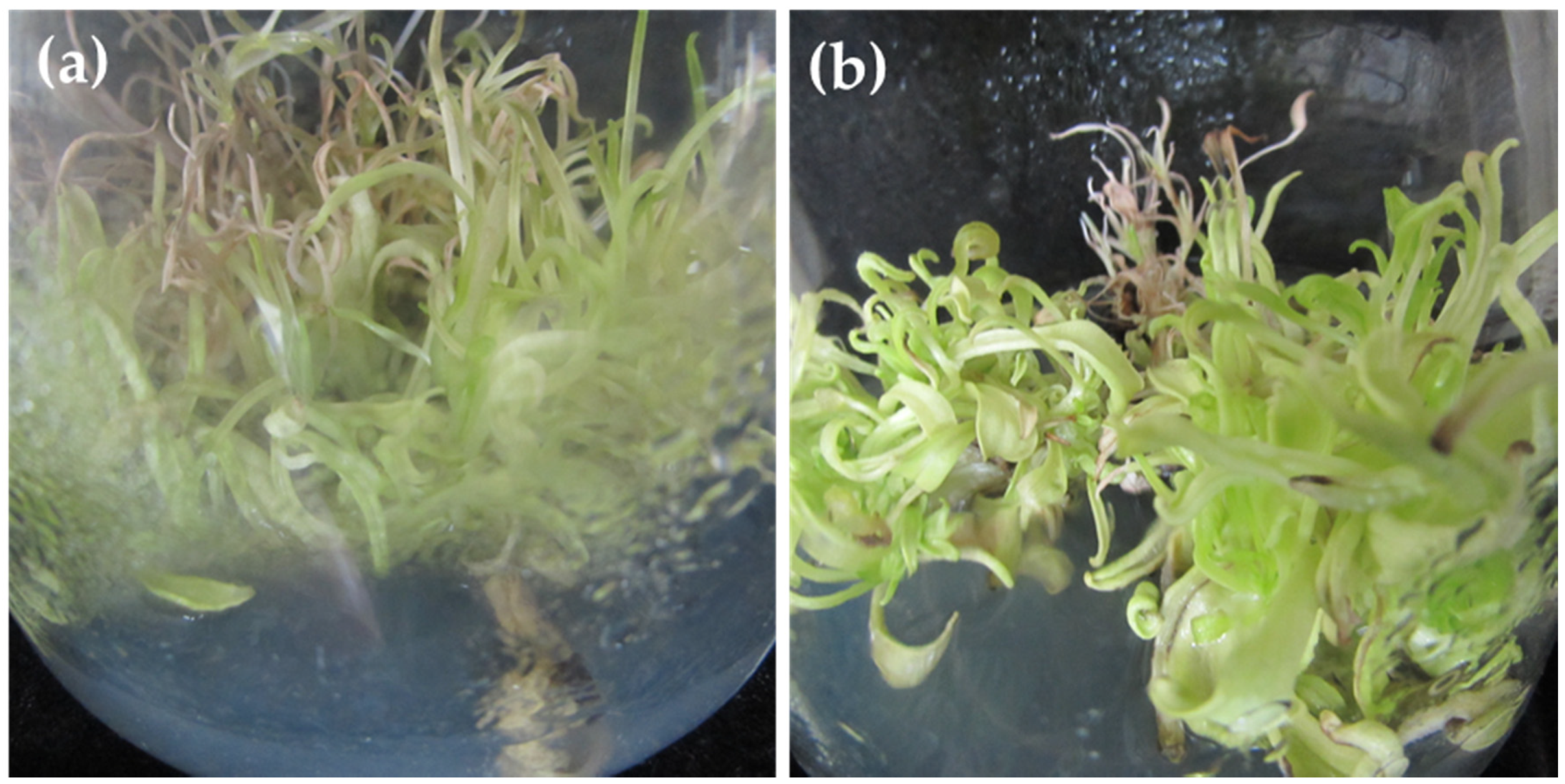 Plants 09 01551 g001