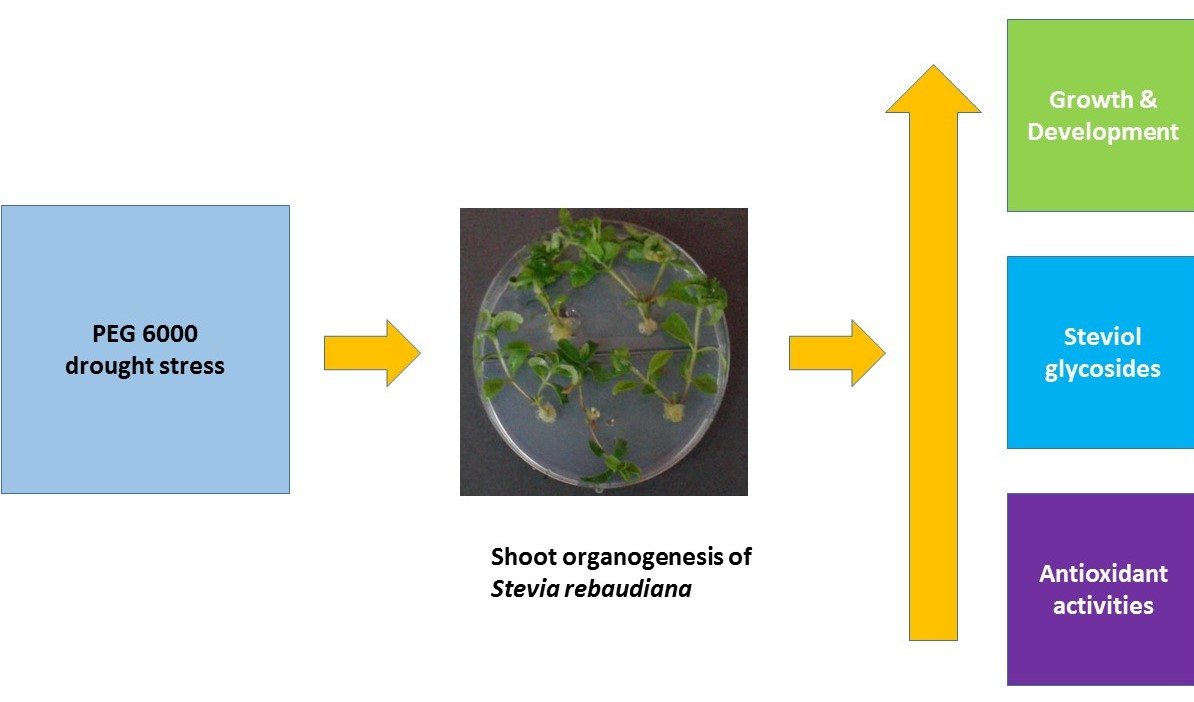Plants Free FullText PEG 6000Stimulated Drought Stress Improves