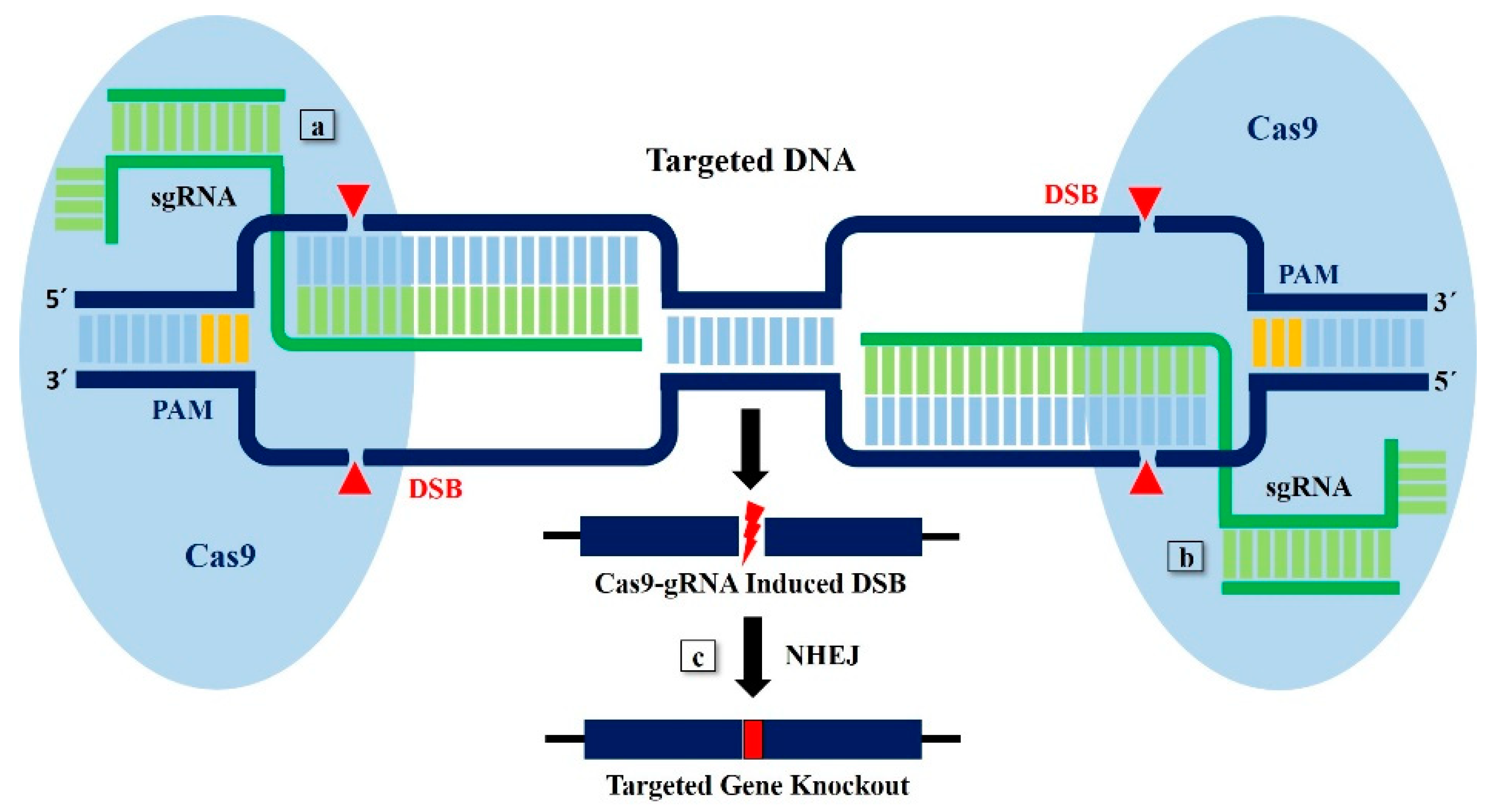 Plants 09 01556 g002