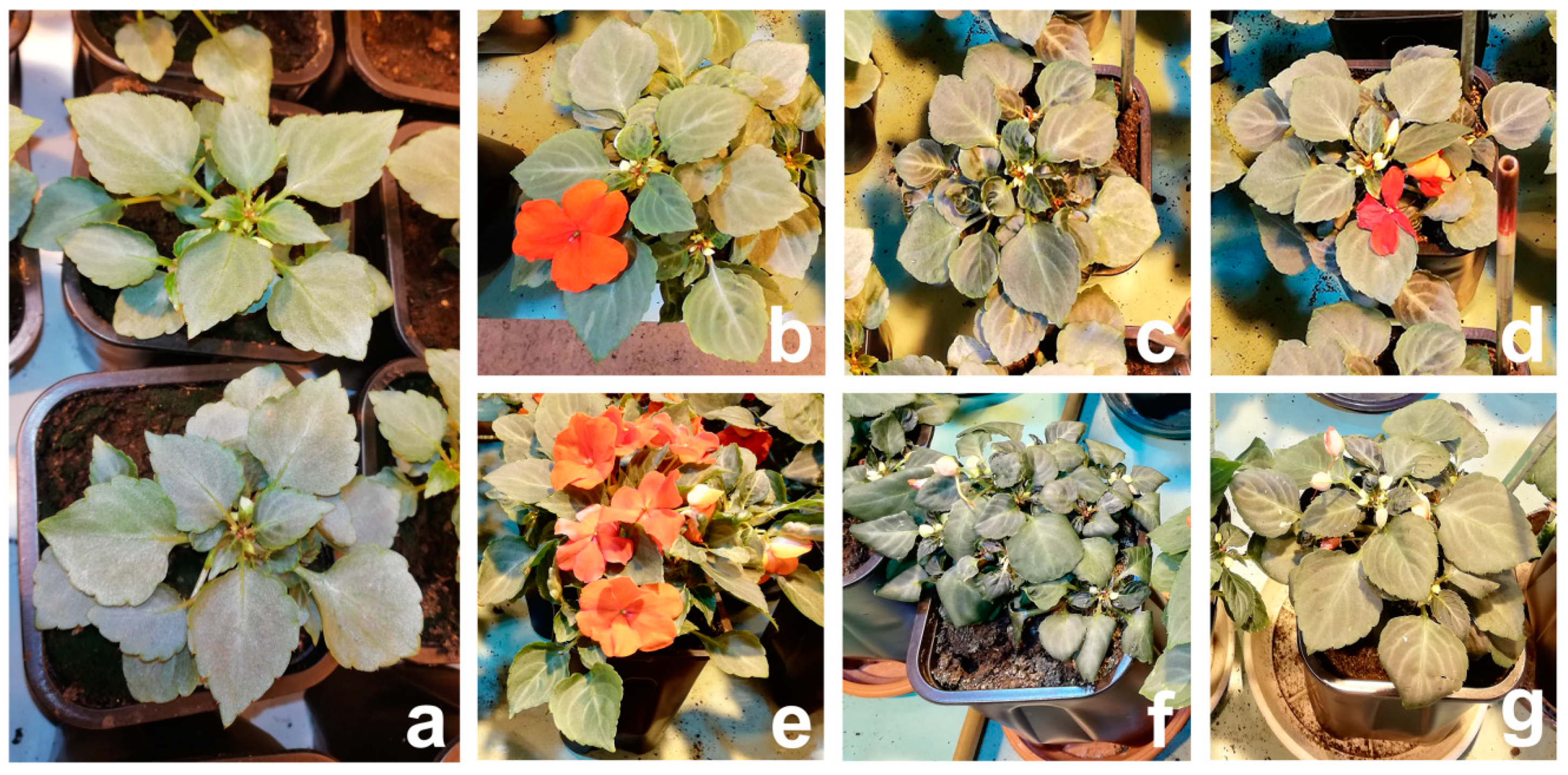 Plants 09 01559 g003