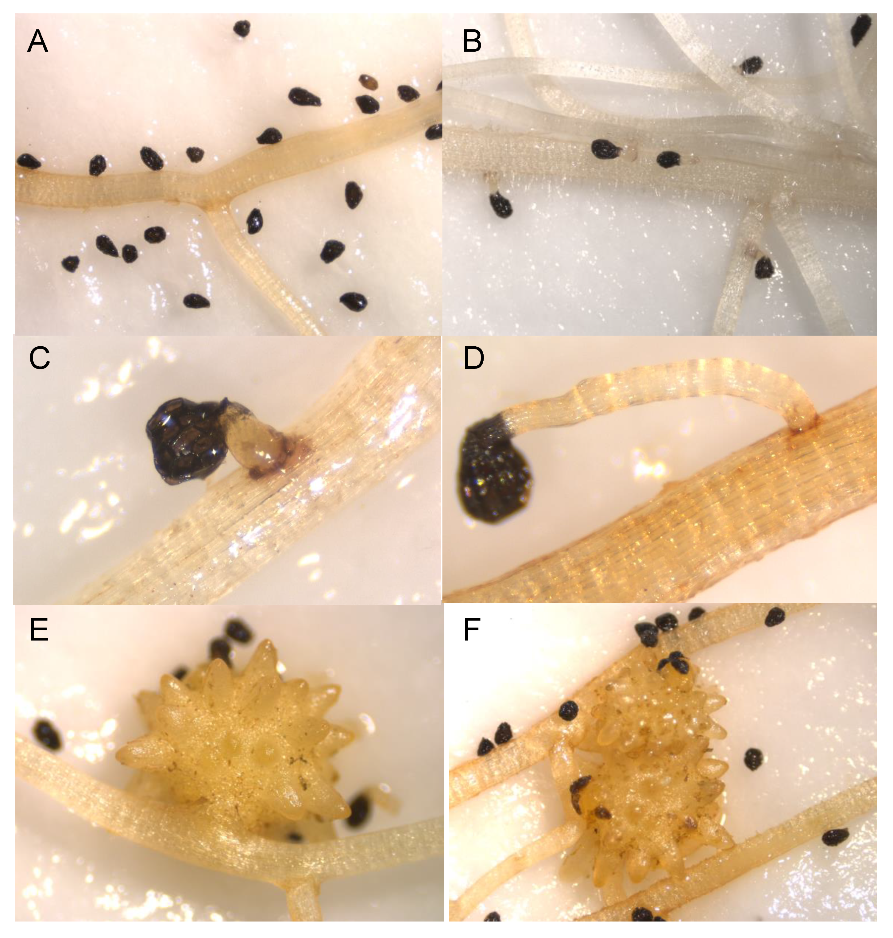 Plants 09 01568 g005 Plants 09 01568 g005