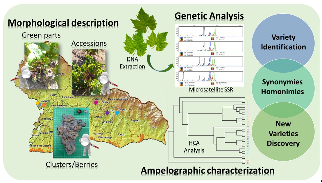 Plants Free Full Text Identification Of Red Grapevine Cultivars Vitis Vinifera L Preserved In Ancient Vineyards In Axarquia Andalusia Spain