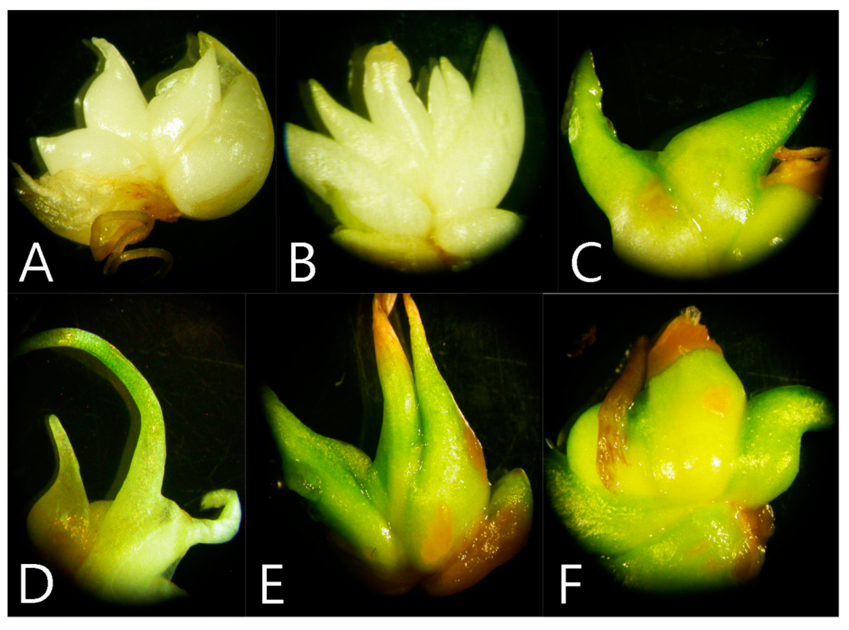 Plants 09 01573 g001 Plants 09 01573 g001