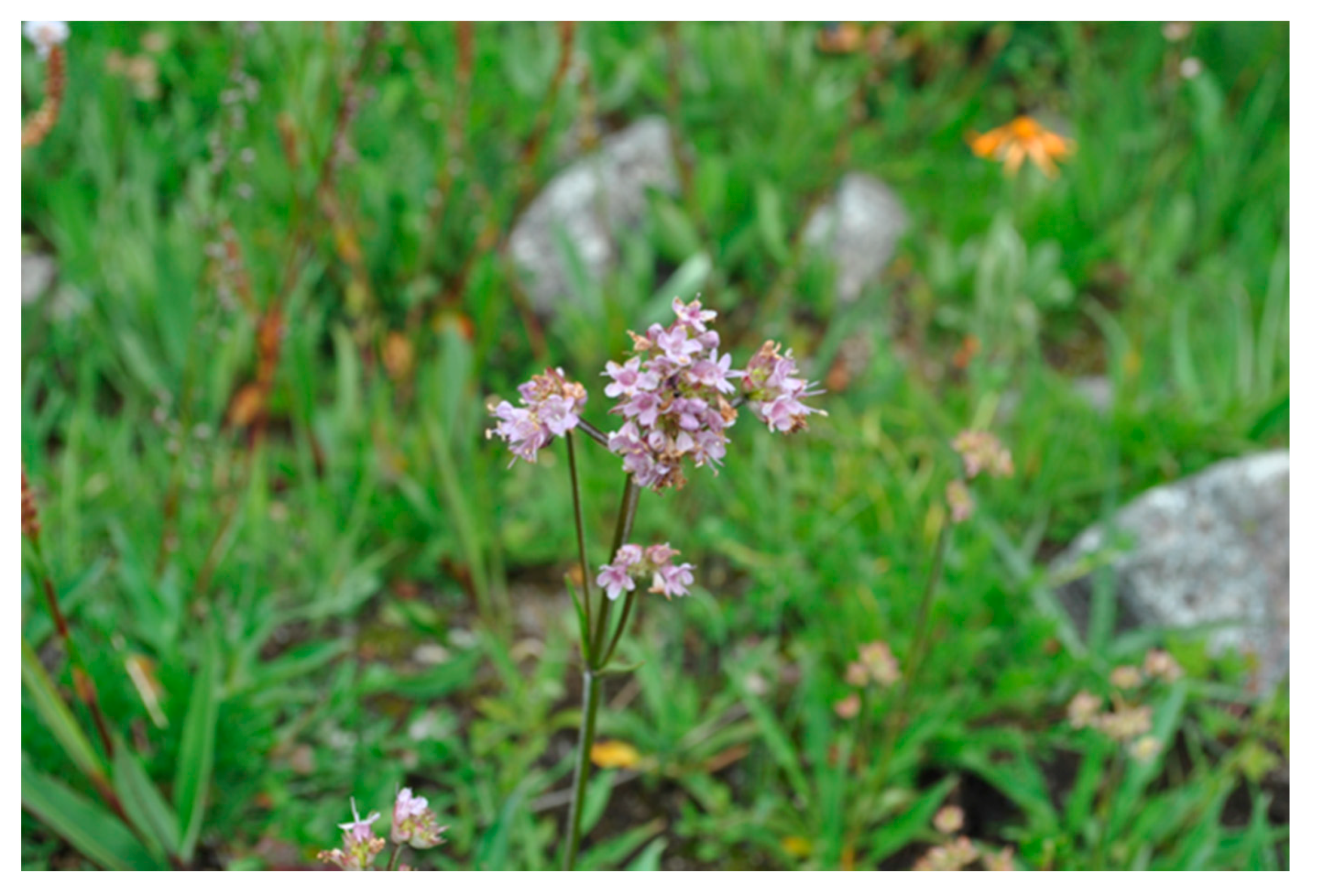 Plants 09 01579 g001