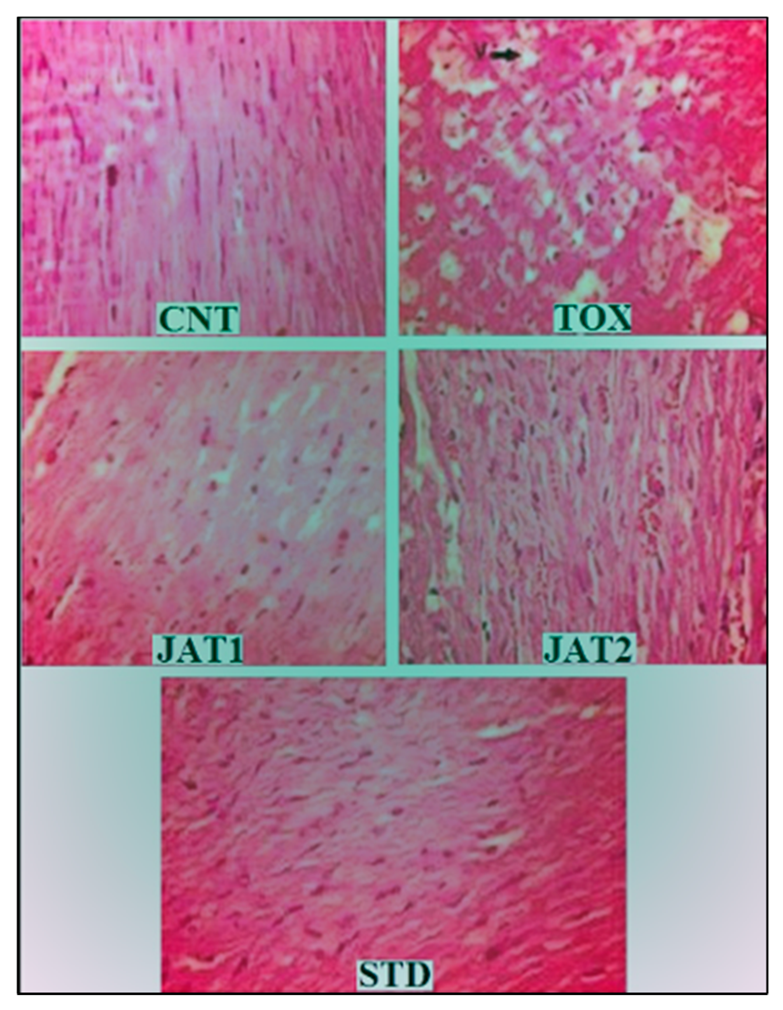 Plants 09 01579 g004