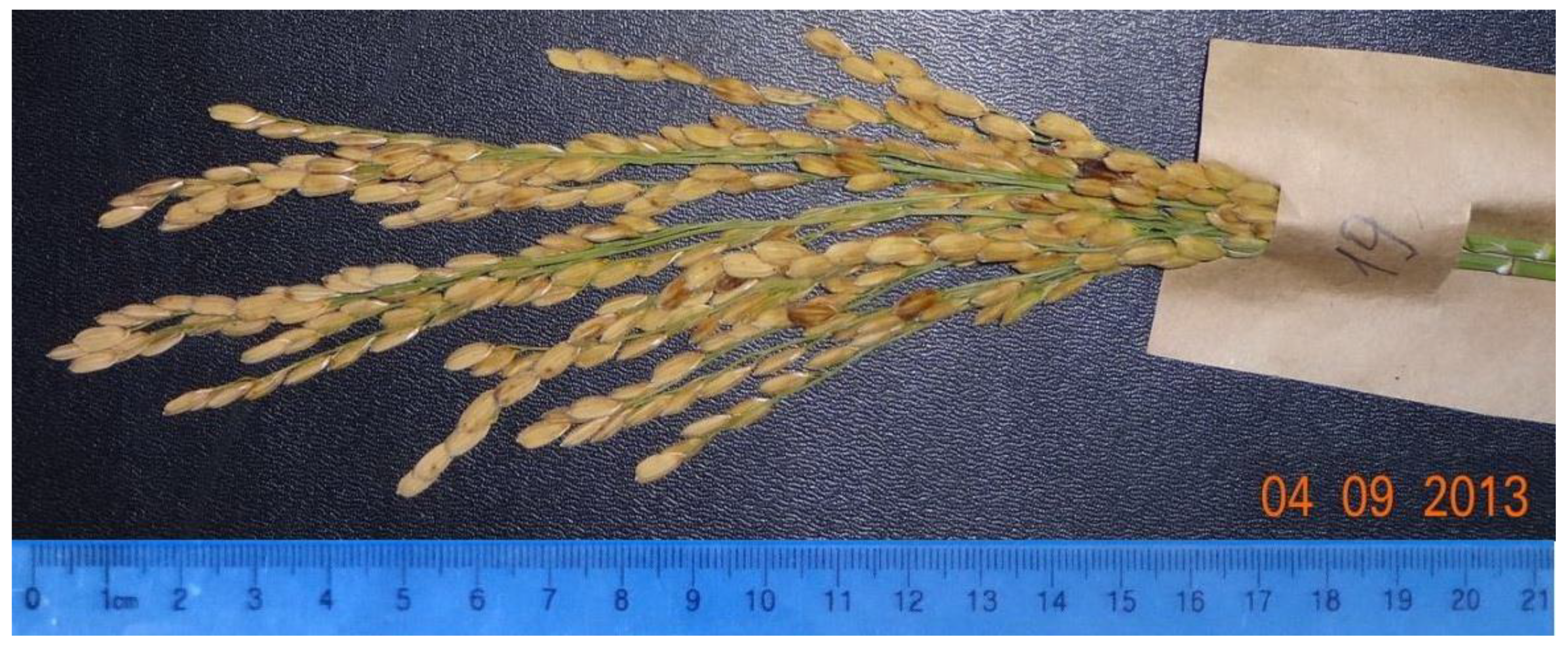 Plants 09 01580 g002