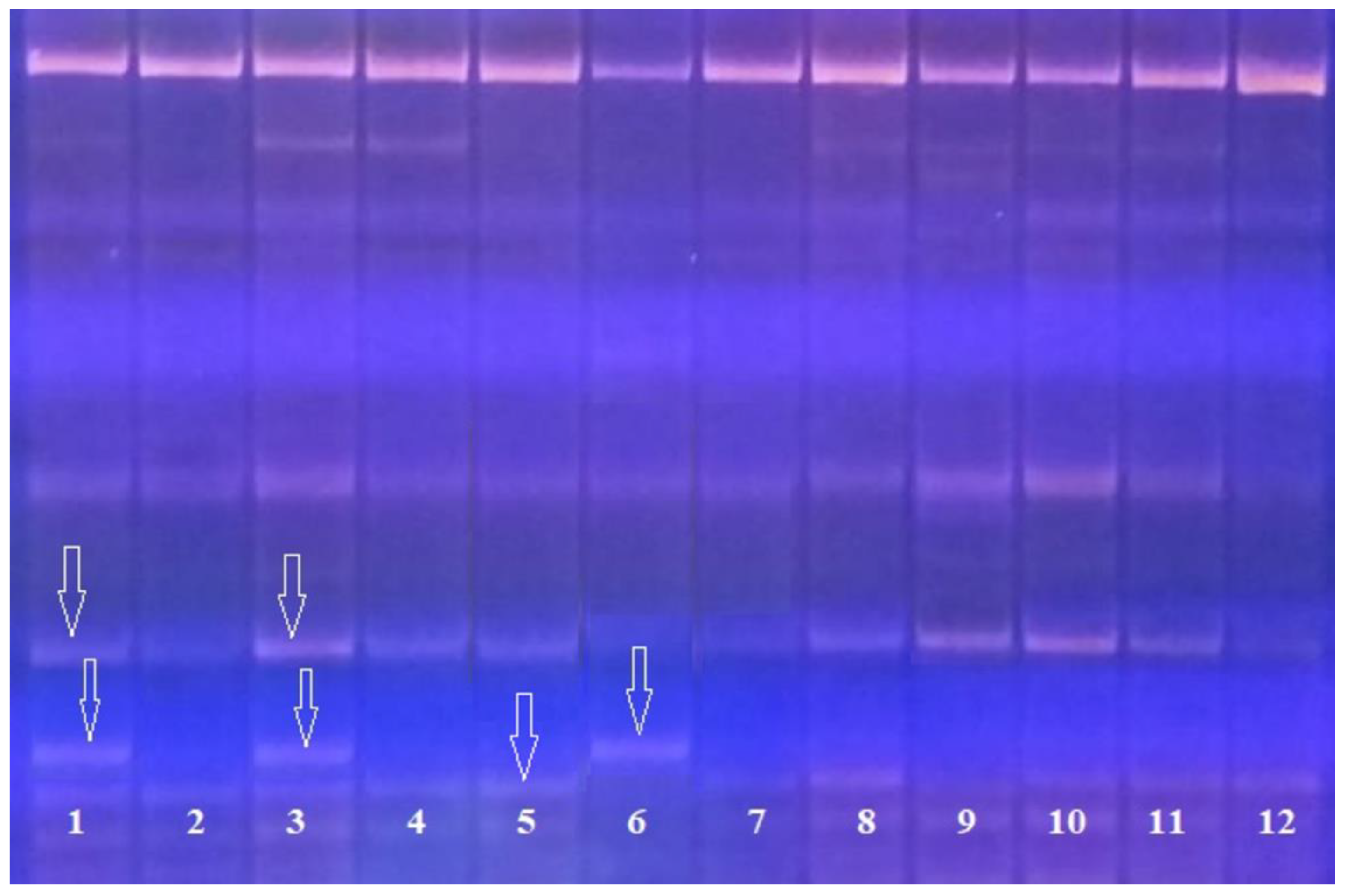 Plants 09 01580 g003