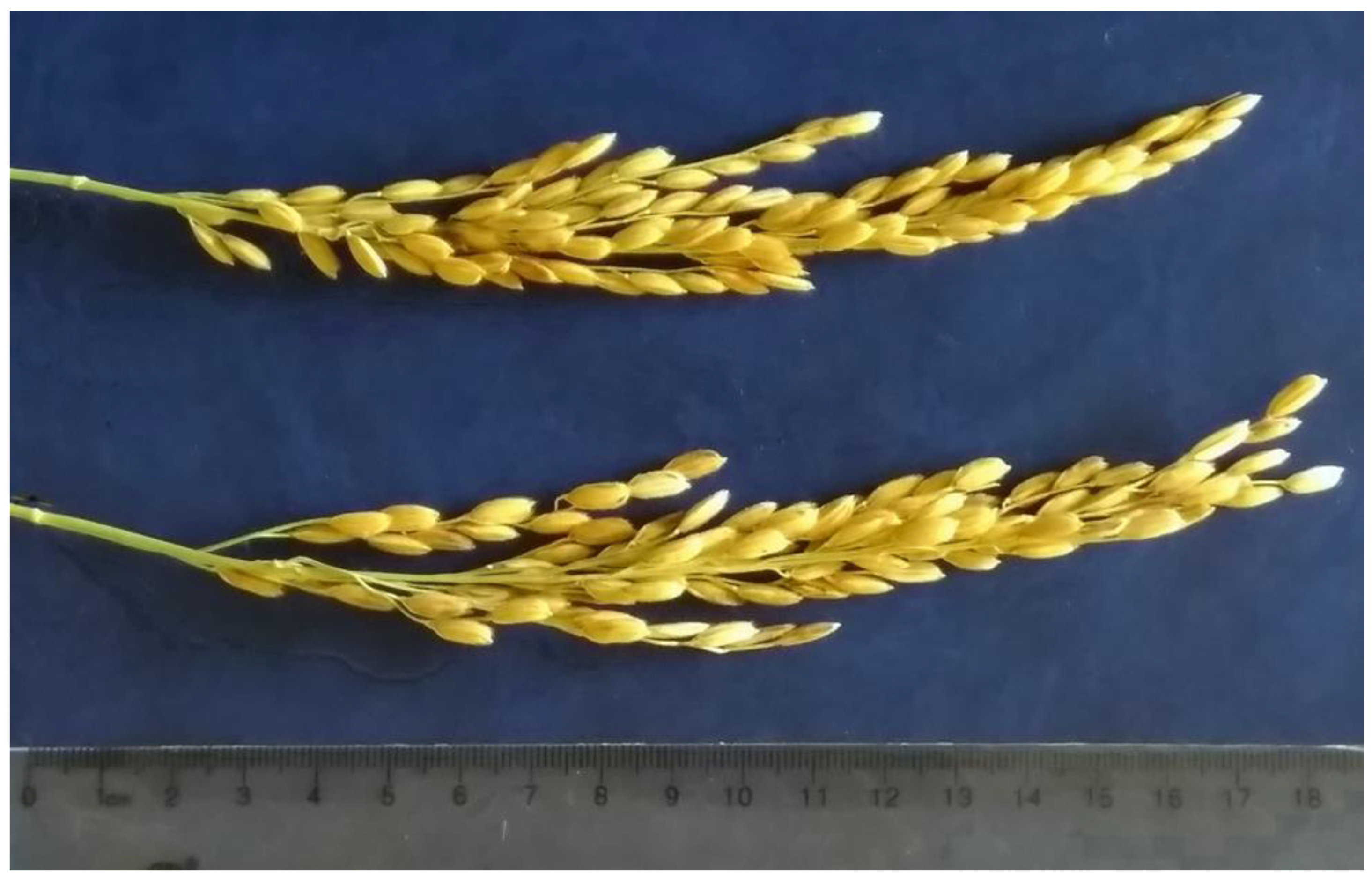 Plants 09 01580 g005