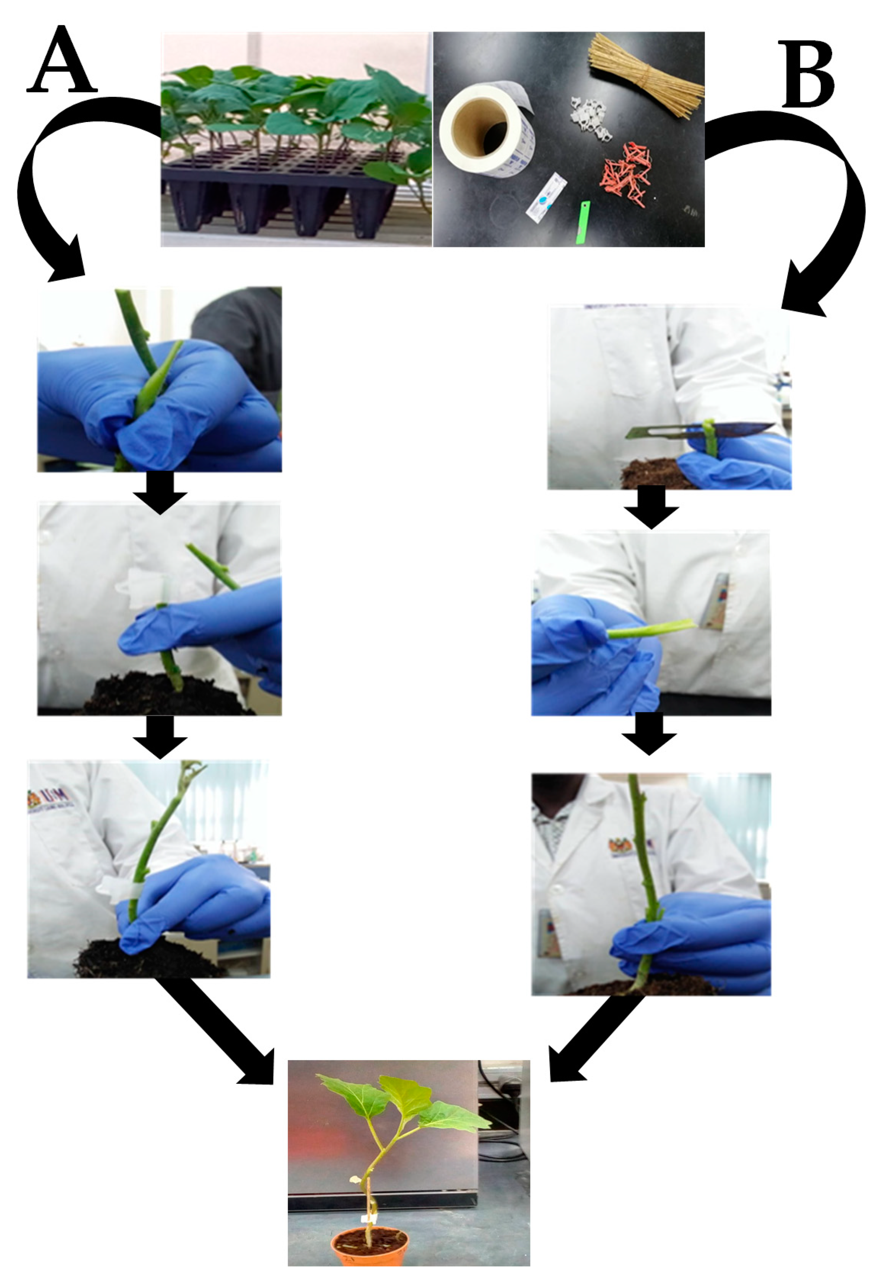 Plants 09 01583 g003