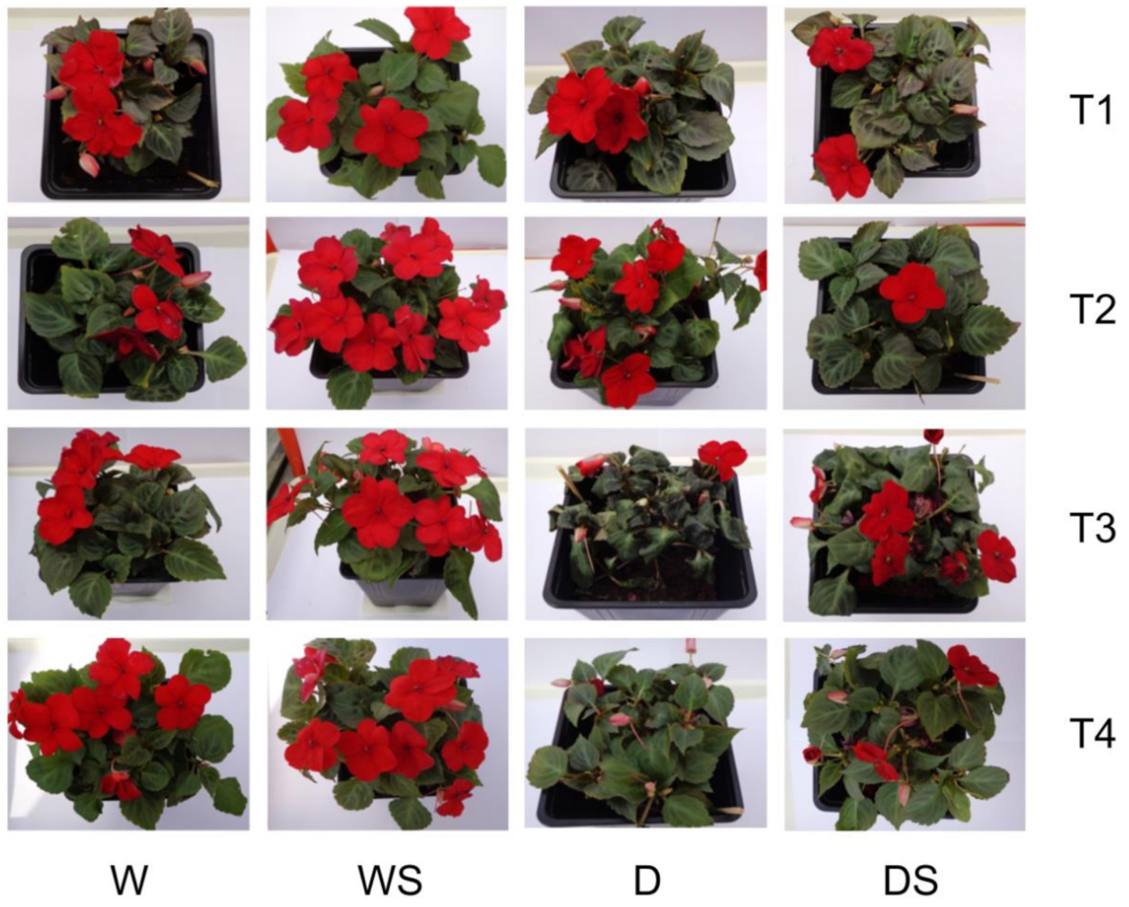 Plants 09 01589 g002