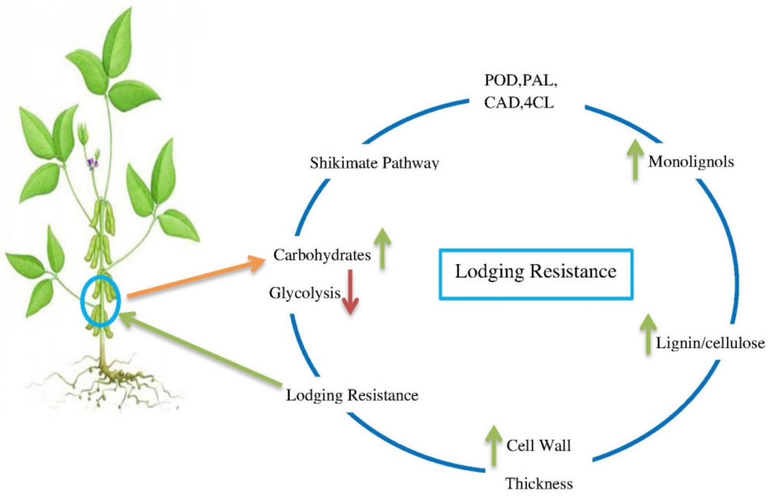 Plants 09 01592 g001