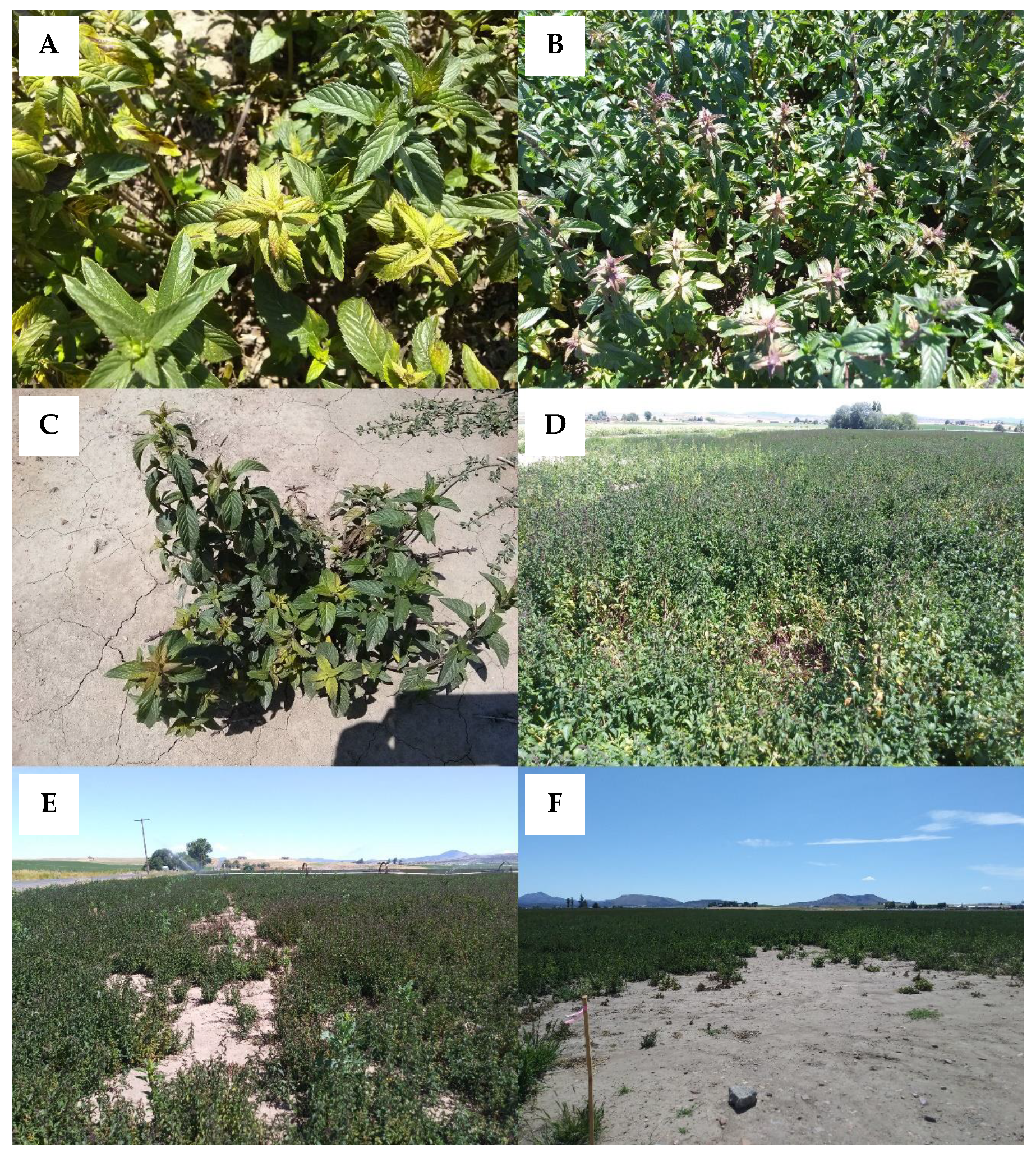 Plants 09 01602 g002