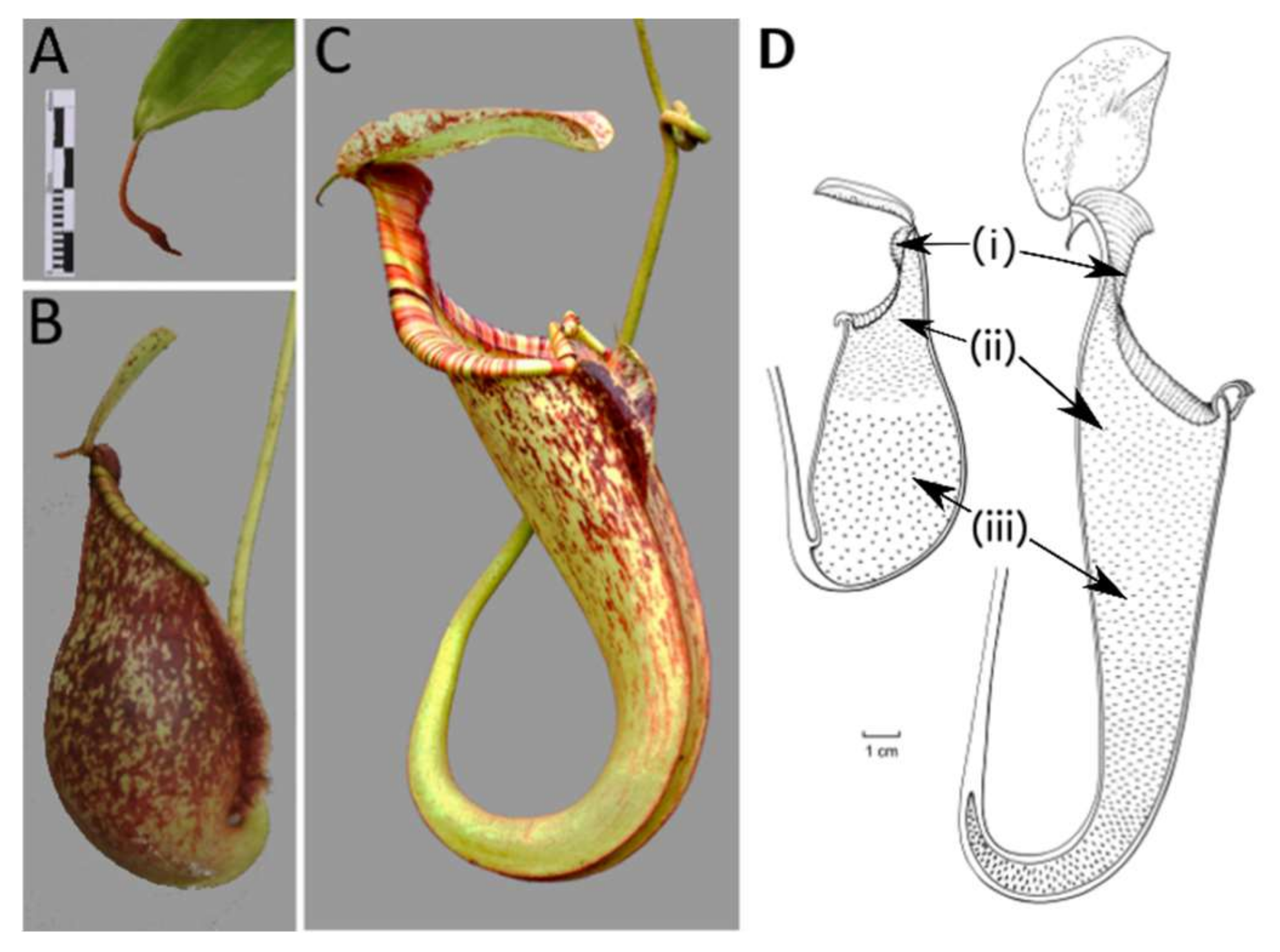Plants 09 01603 g001
